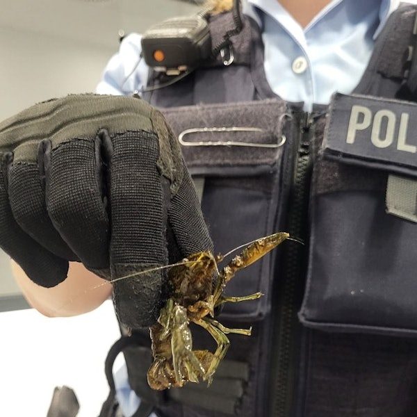 21 Flusskrebse wurden in einer S-Bahn in Köln gefunden.