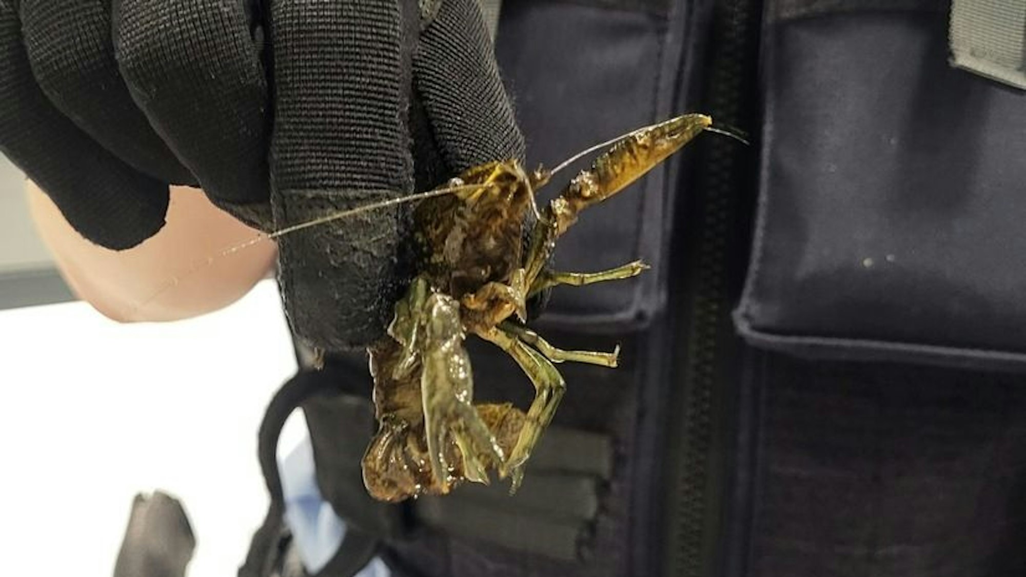 21 Flusskrebse wurden in einer S-Bahn in Köln gefunden.