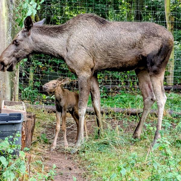 Eine Elchkuh steht mit ihrem Kalb vor einem Zaun des Wildparks in Kommern.
