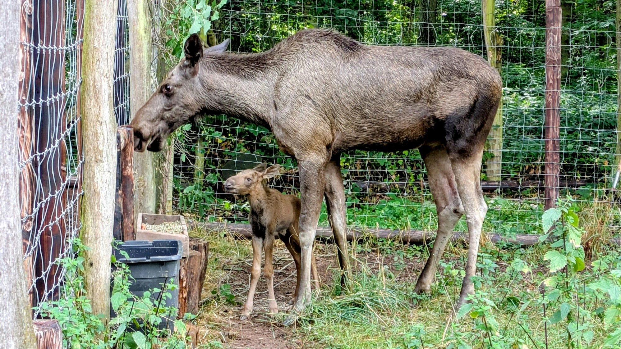 Eine Elchkuh steht mit ihrem Kalb vor einem Zaun des Wildparks in Kommern.
