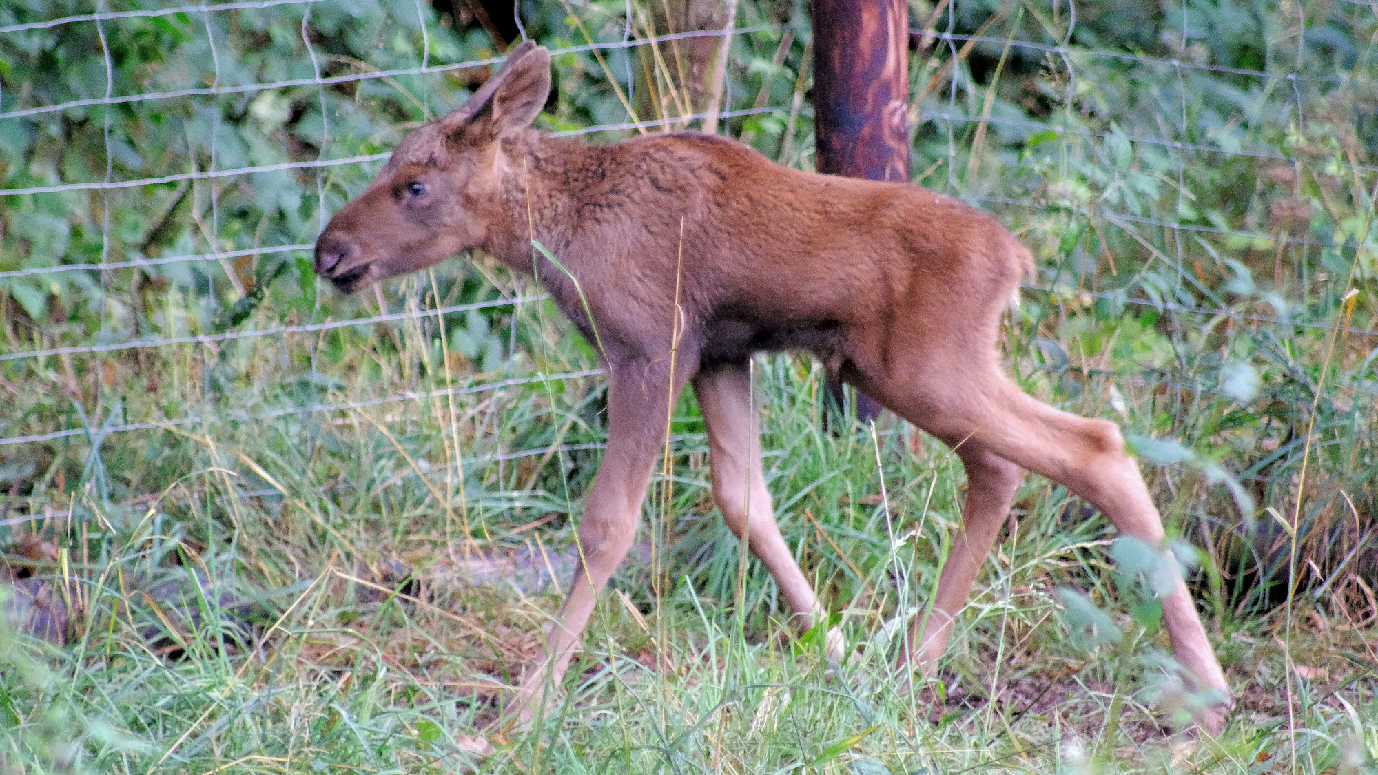 Ein erst wenige Tage altes Elchkalb im Wildpark in Kommern.