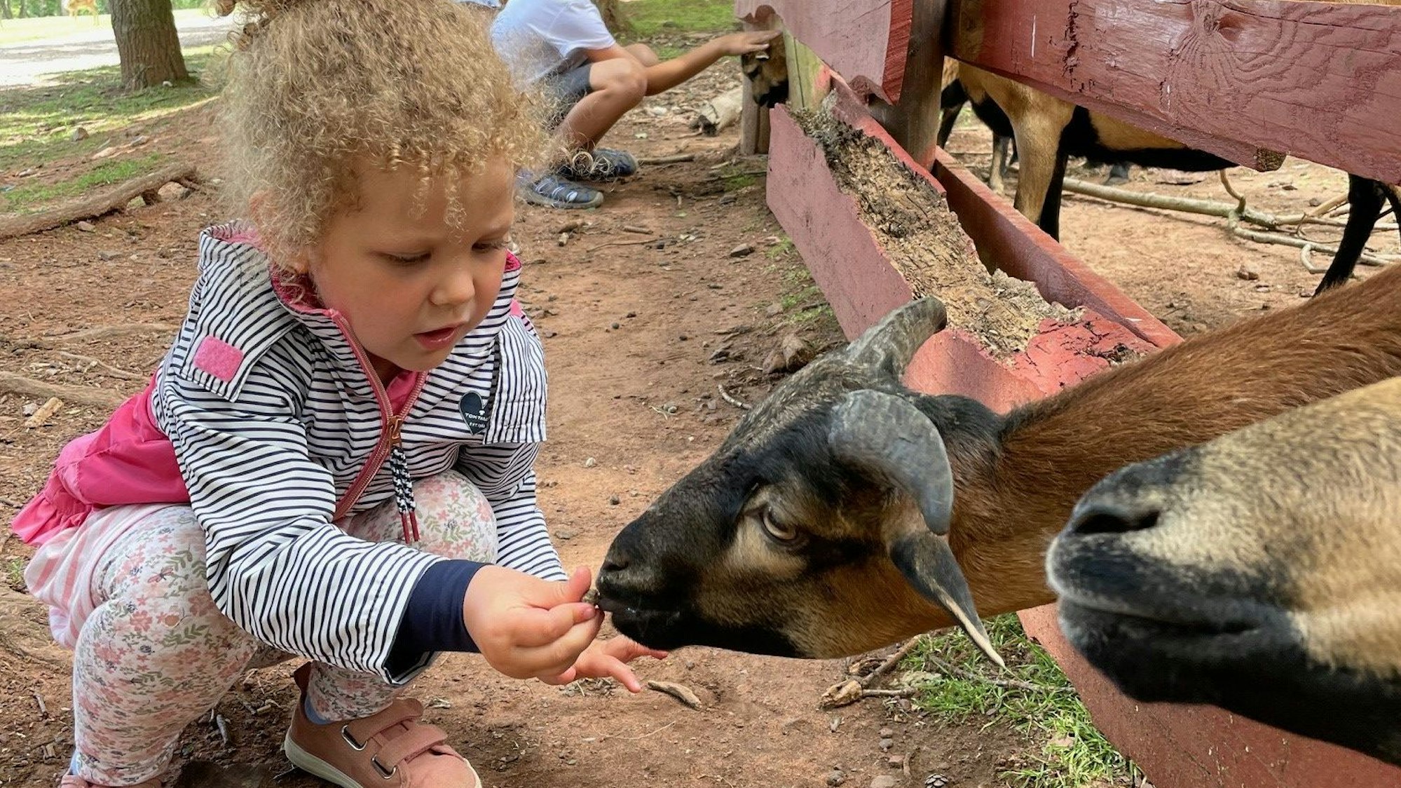 Ein Mädchen füttert im Tierpark in Kommern eine Ziege.