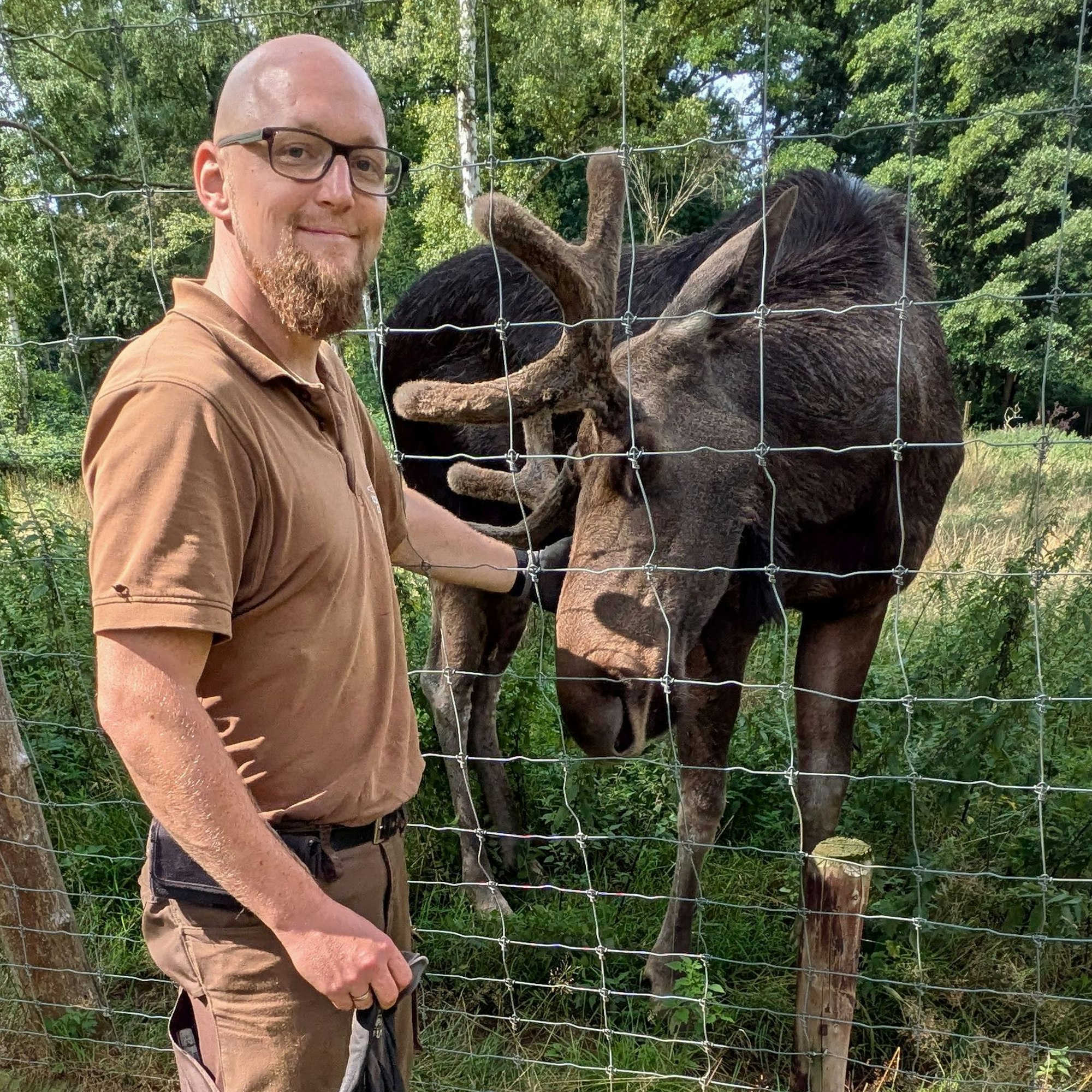 Ein Tierpfleger krault einen jungen Elchbullen durch die Öffnungen eines Wildzauns.