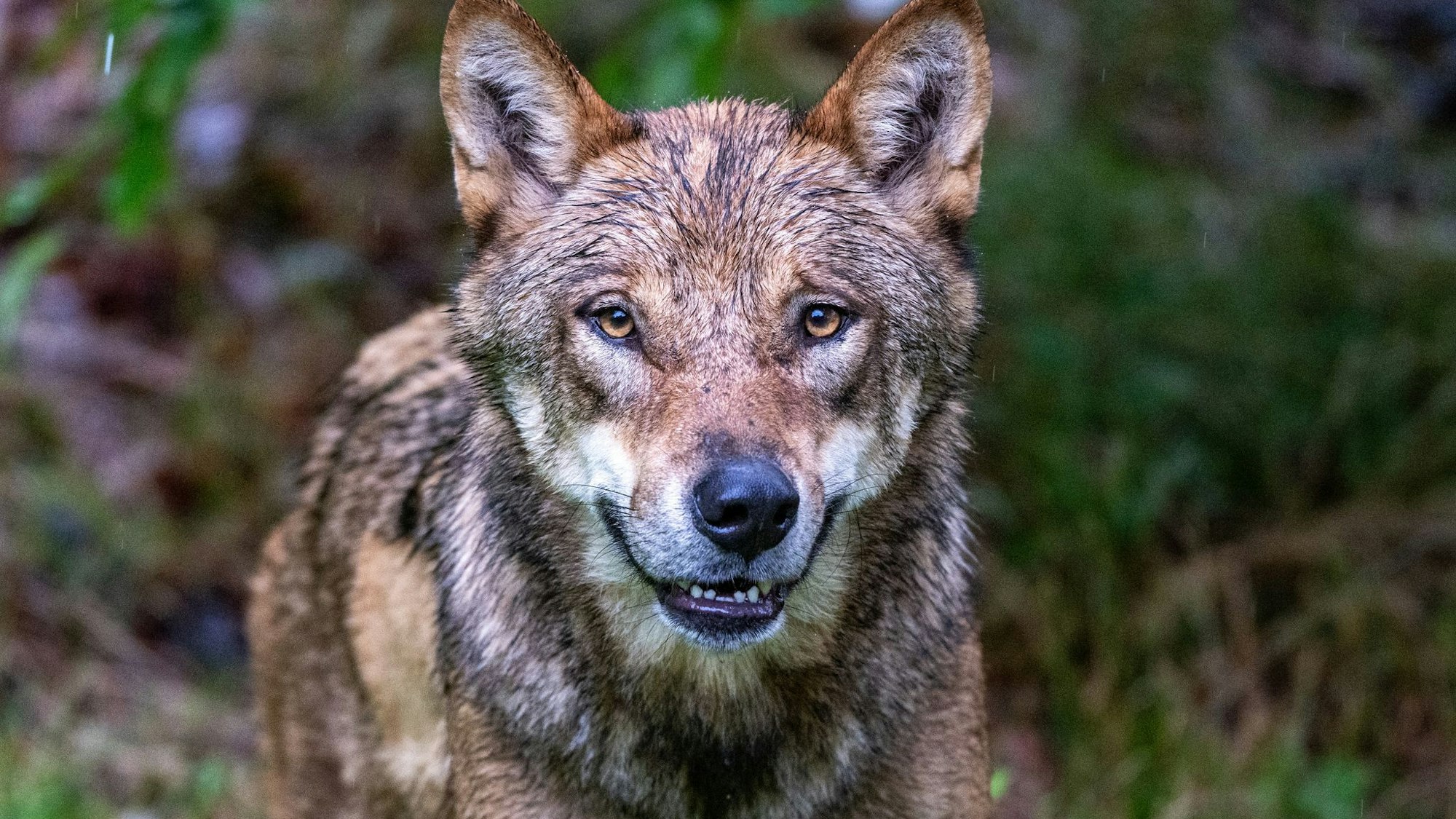 Ein zum Abschuss freigegebener Problemwolf hat in den Niederlanden nach Überzeugung der Behörden ein Kind angegriffen und weggeschleift (Symbolbild).