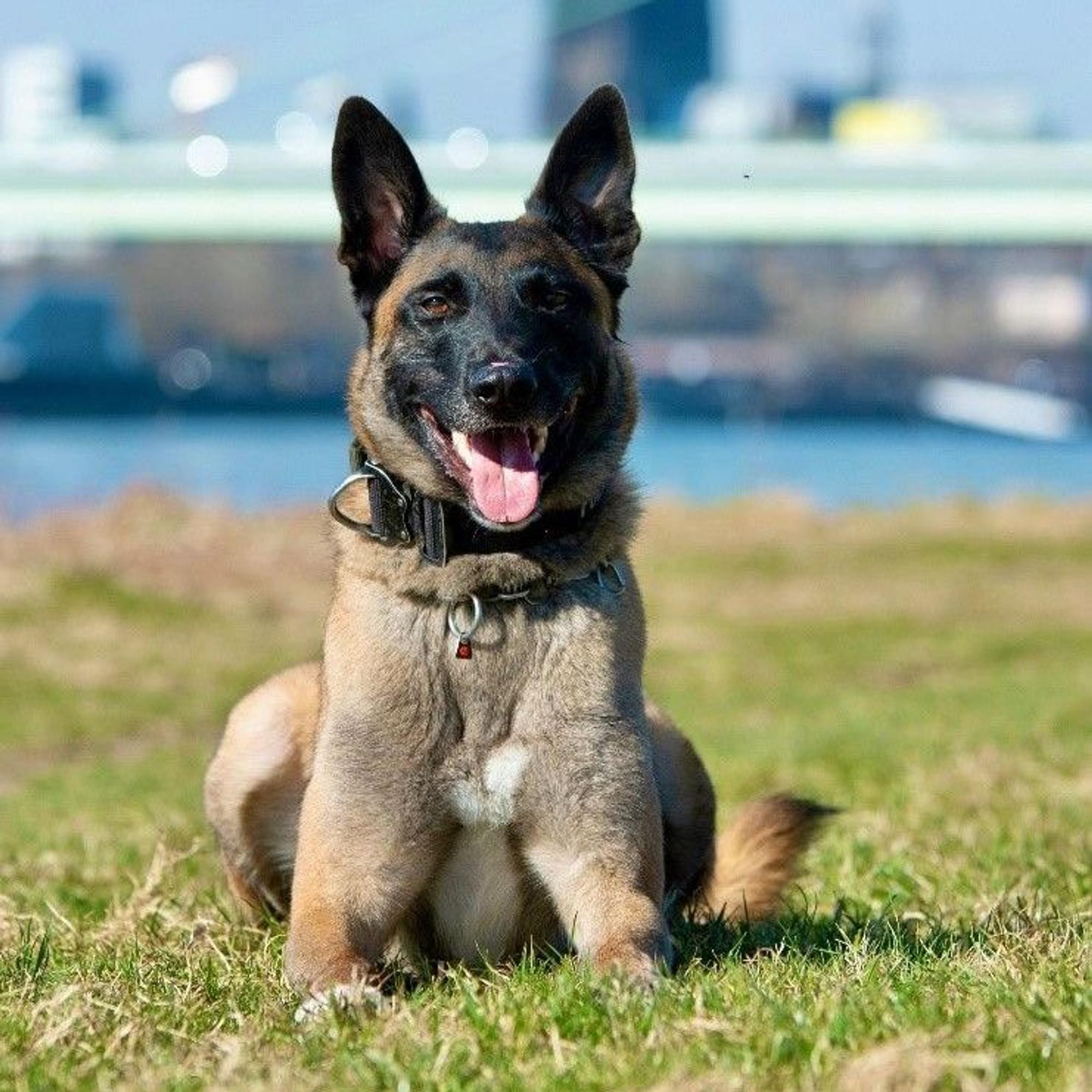 Sprengstoffspürhund Iwan Pawlow