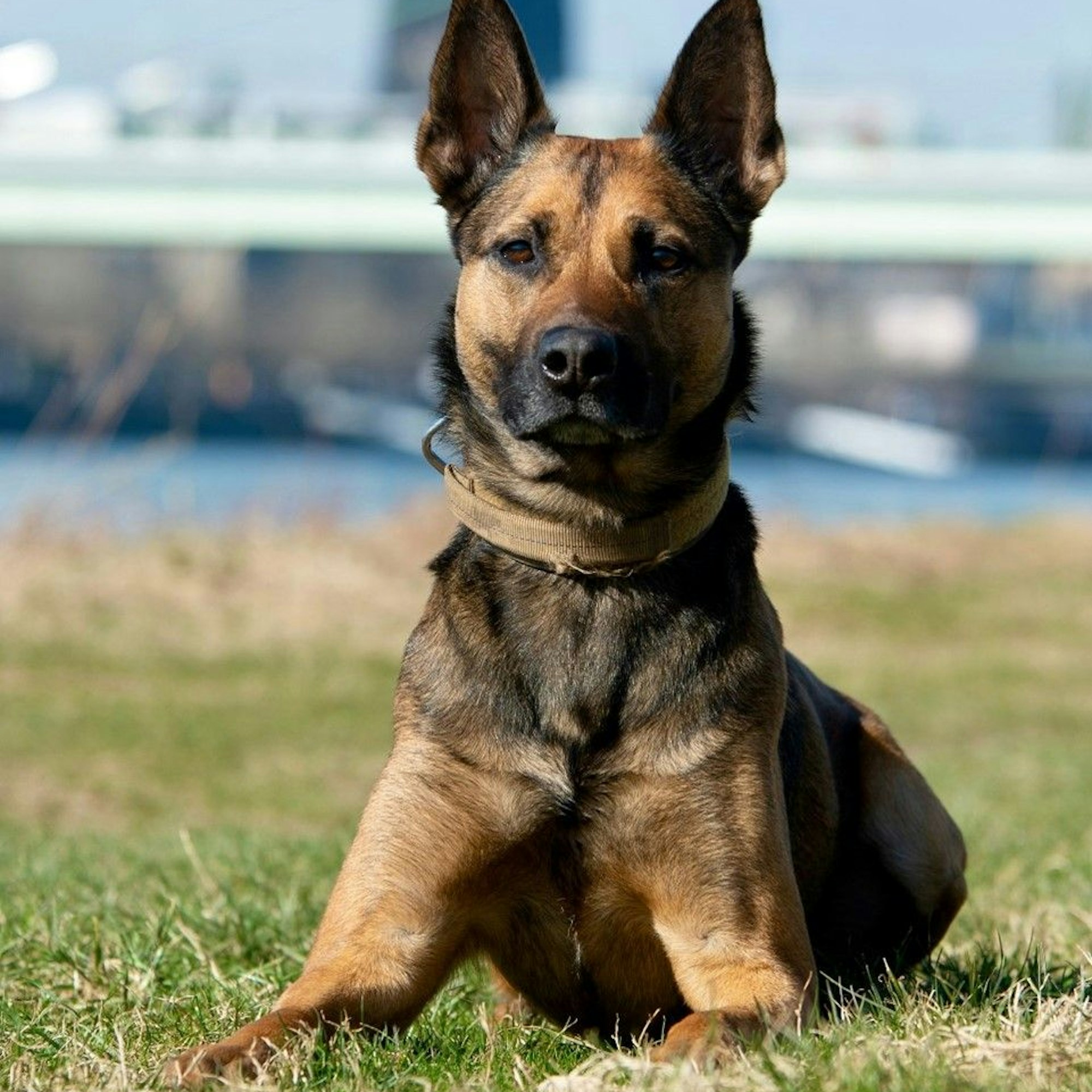 Rauschgiftspürhund Woodstock