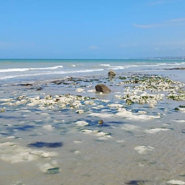 Strand und Meer an der französischen Küste, wo der giftige Fisch auch heimisch ist.