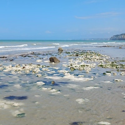 Strand und Meer an der französischen Küste, wo der giftige Fisch auch heimisch ist.