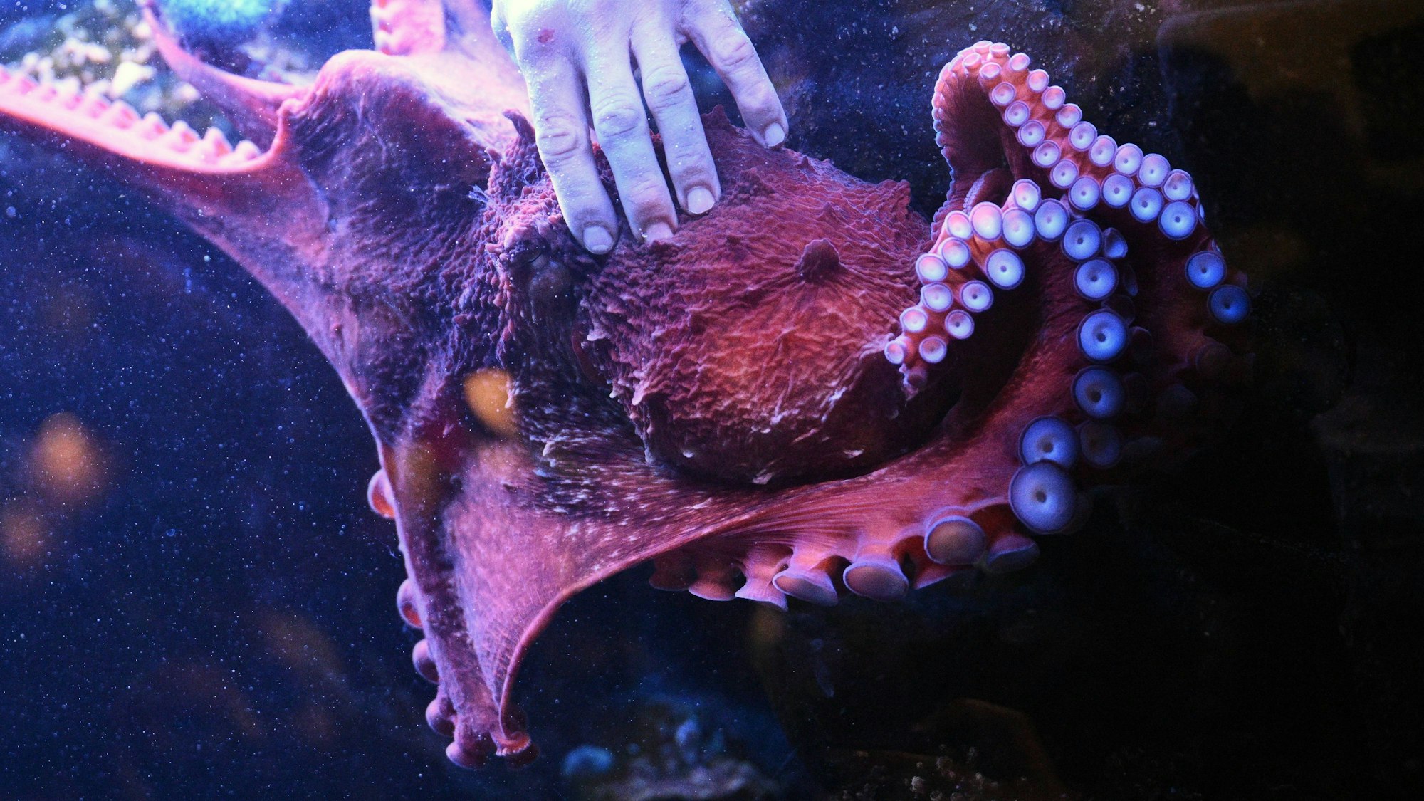 Oktopus in einem Aquarium.