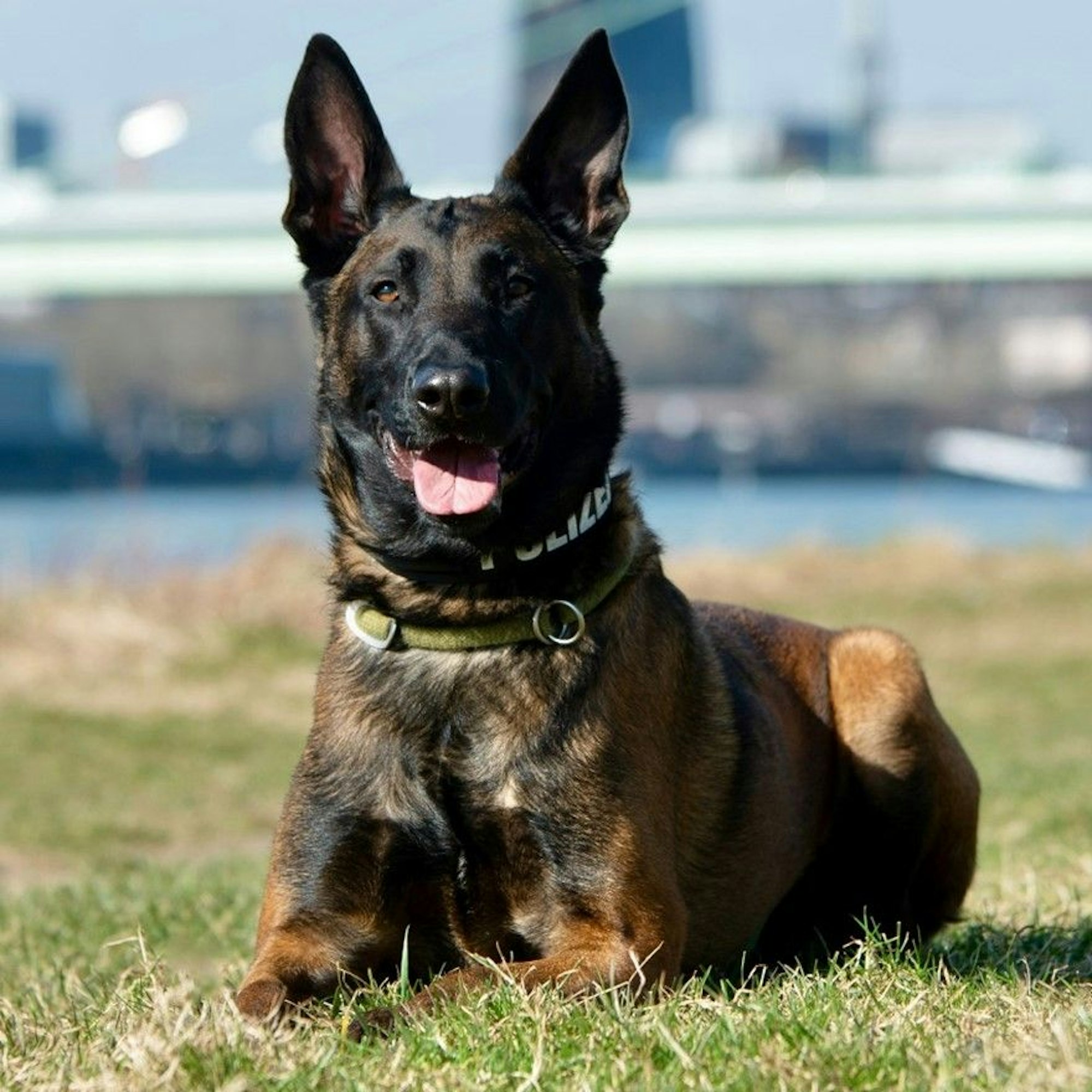 Rauschgiftspürhund und Schutzhund Mr. Wilson