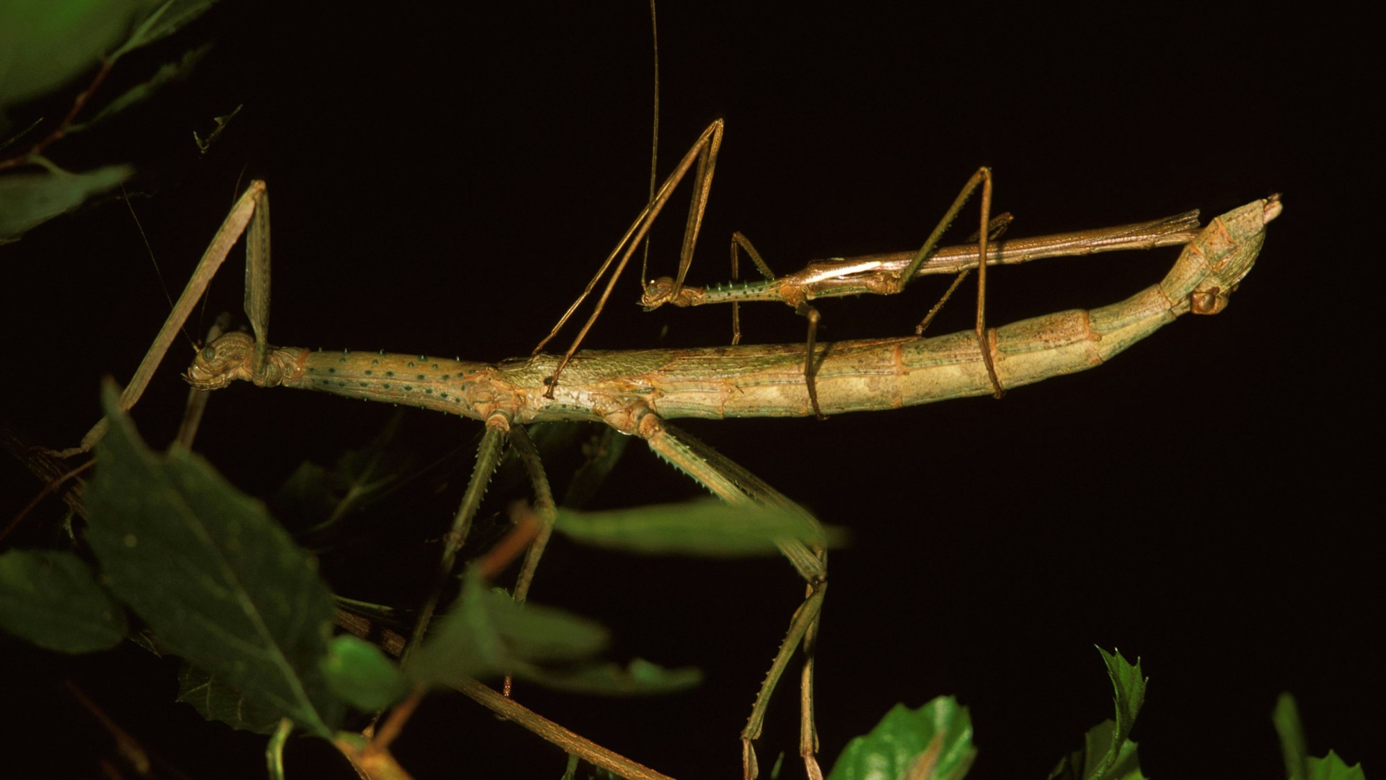 Die australische Stabschrecke (Acrophylla titan).
