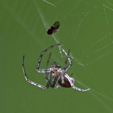 31.07.2025, Hessen, Frankfurt/Main: Eine Marmorierte Kreuzspinne krabbelt im Frankfurter Stadtwald auf ihrem Netz zu ihrer Beute. Foto: Arne Dedert/dpa +++ dpa-Bildfunk +++