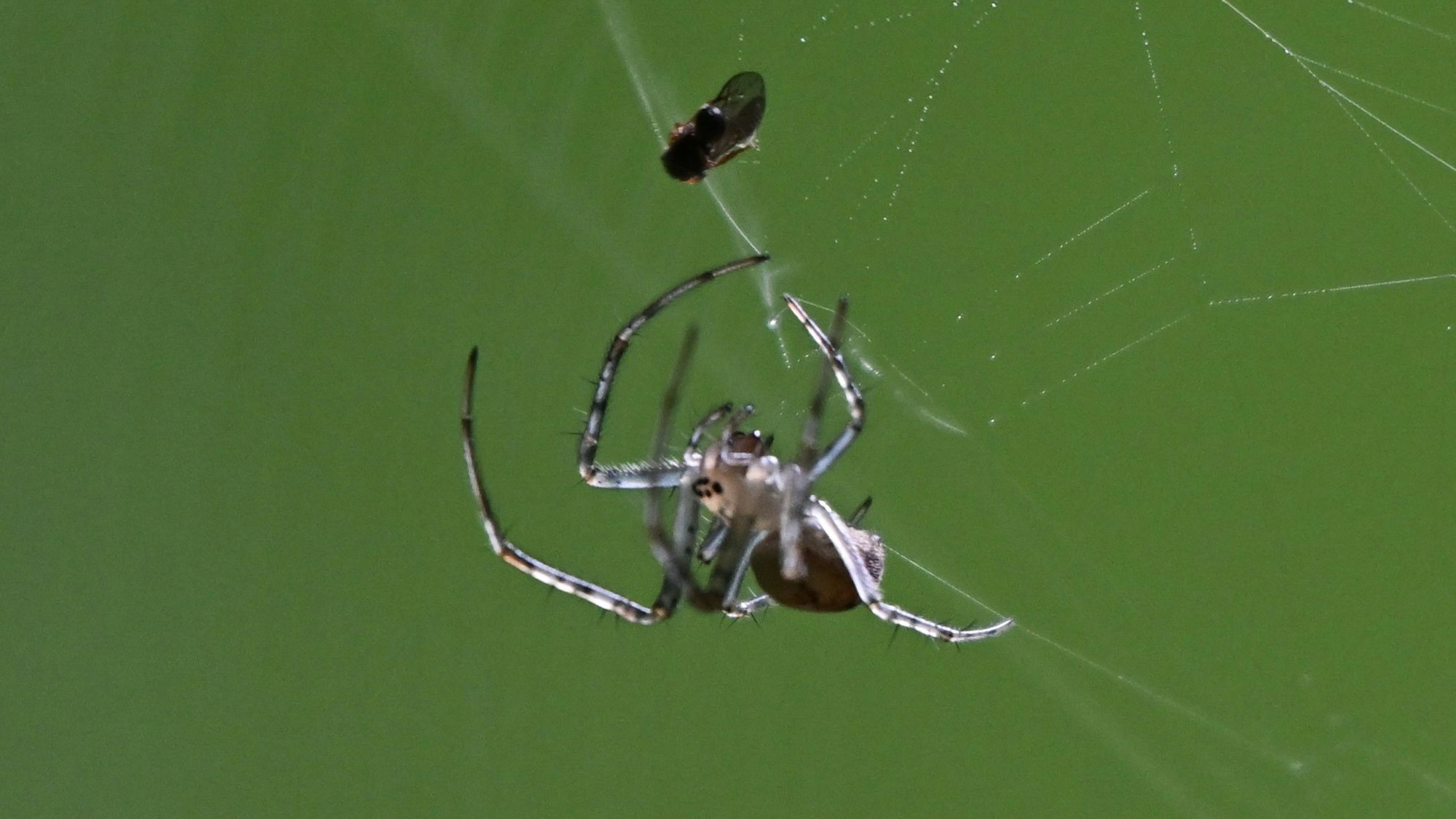31.07.2025, Hessen, Frankfurt/Main: Eine Marmorierte Kreuzspinne krabbelt im Frankfurter Stadtwald auf ihrem Netz zu ihrer Beute. Foto: Arne Dedert/dpa +++ dpa-Bildfunk +++