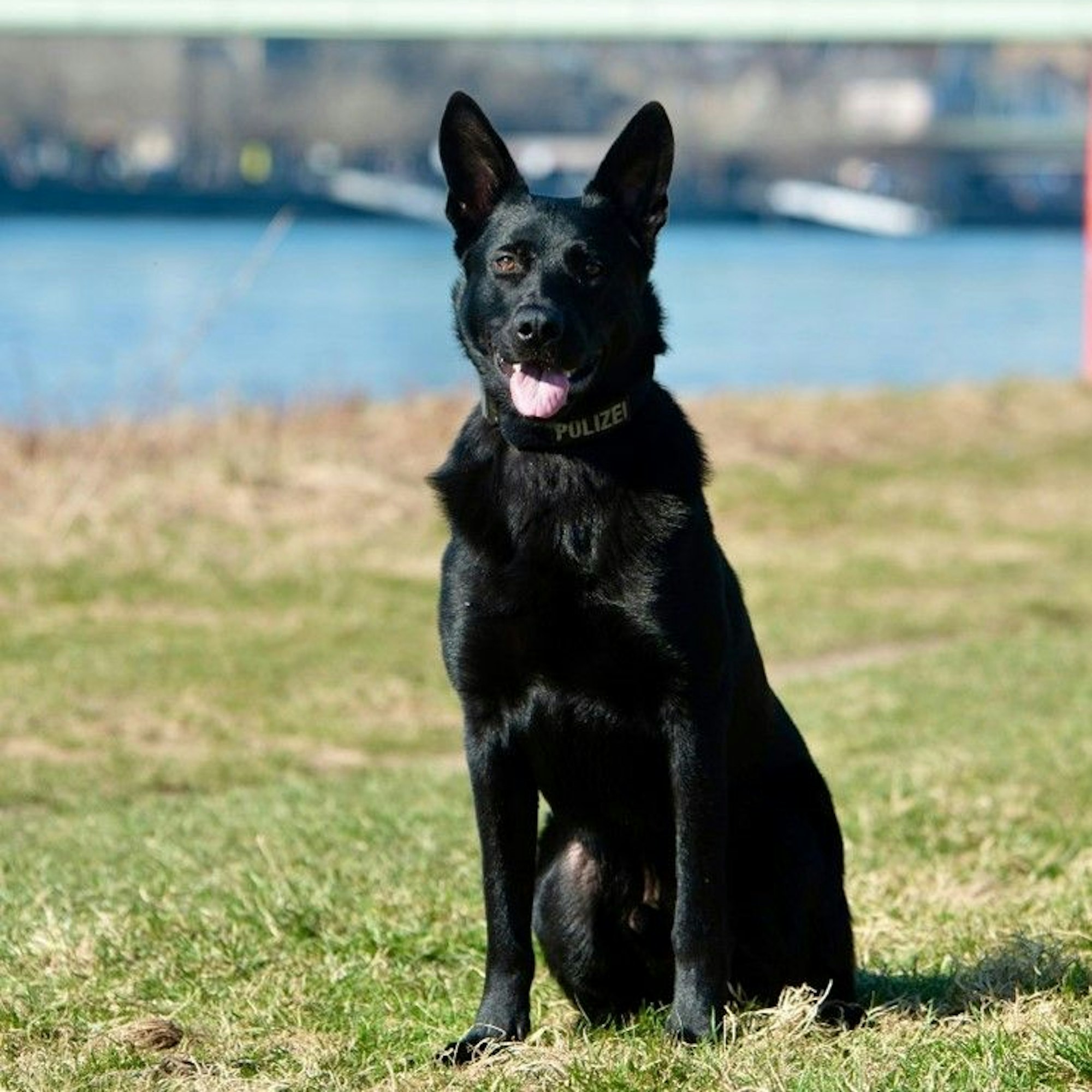 Schutzhund Linus
