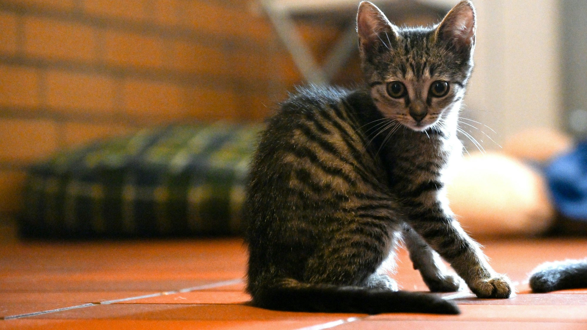 Der 17-Jährige hatte zwei Kätzchen schrecklich zugerichtet und getötet. (Symbolbild)
