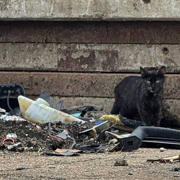 Mindestens150 Katzen leben laut der Tierschützer auf dem Großmarkt. FDen tieren droht großes Leid,, wenn der Betrieb dort eingestellt wird und sie nicht rechtzeitig umgesiedelt werden.