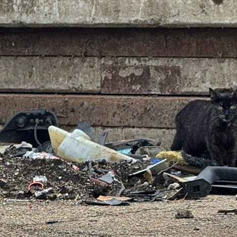 Mindestens150 Katzen leben laut der Tierschützer auf dem Großmarkt. FDen tieren droht großes Leid,, wenn der Betrieb dort eingestellt wird und sie nicht rechtzeitig umgesiedelt werden.
