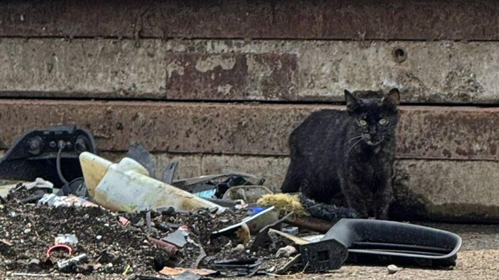 Mindestens150 Katzen leben laut der Tierschützer auf dem Großmarkt. FDen tieren droht großes Leid,, wenn der Betrieb dort eingestellt wird und sie nicht rechtzeitig umgesiedelt werden.