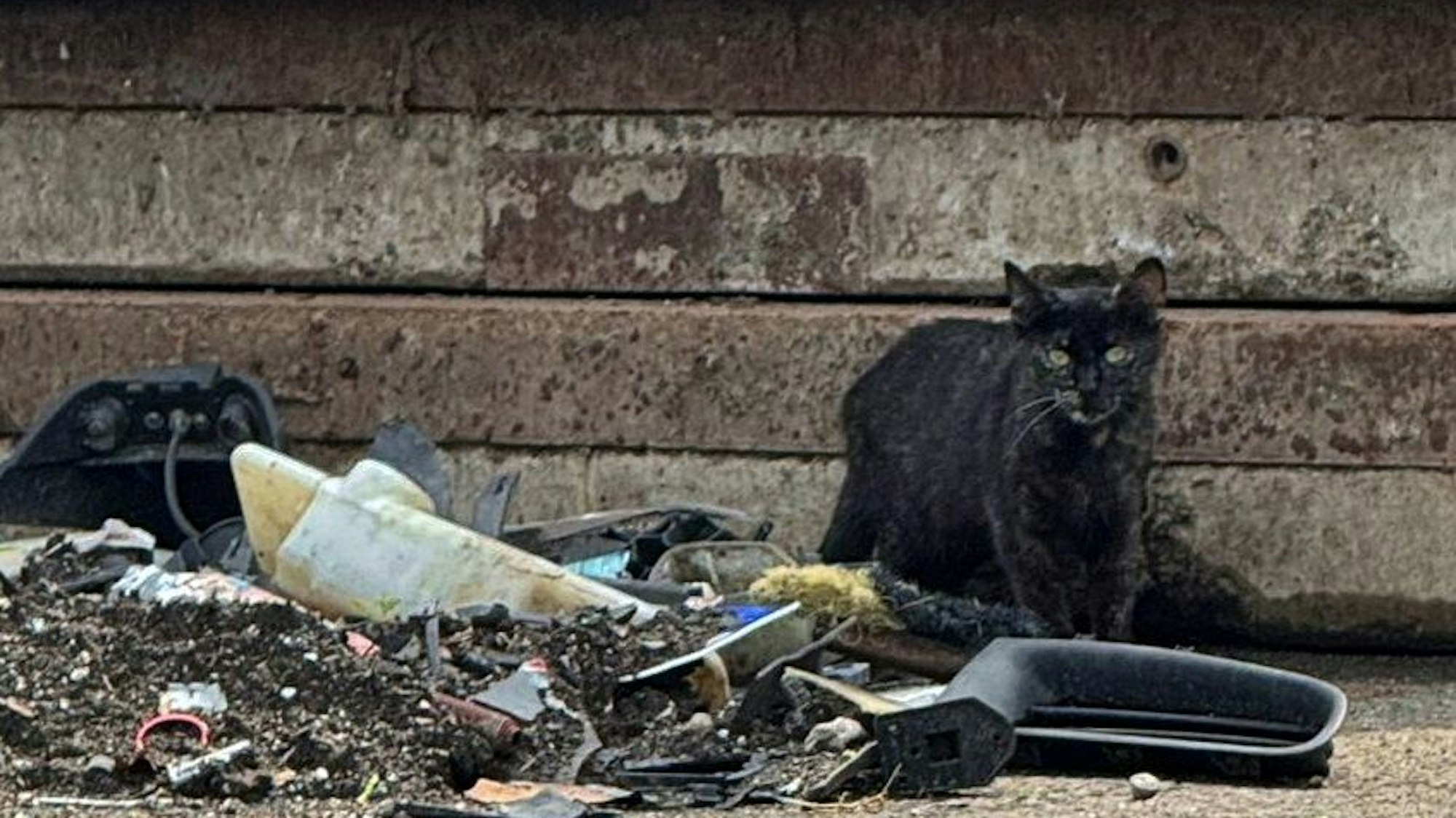 Eine schwarze Katze sitzt auf einer Betonfläche inmitten von Unrat.