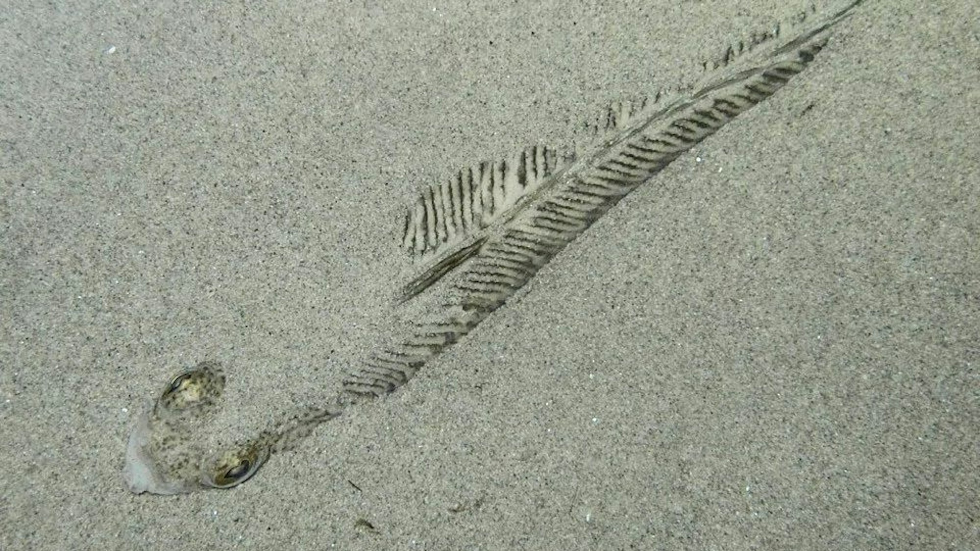 Petermännchen vergraben sich im Sand und sind dann mit dem bloßen Auge kaum zu erkennen.