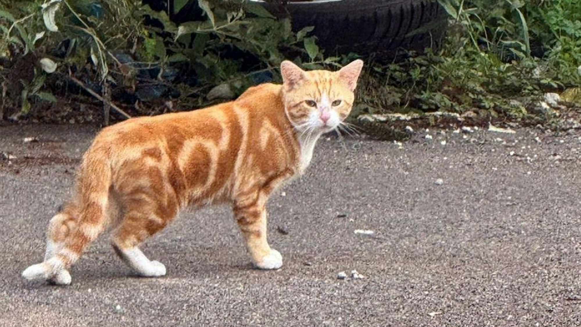 Eine rot-getigerte Katze steht auf einem Parkplatz.