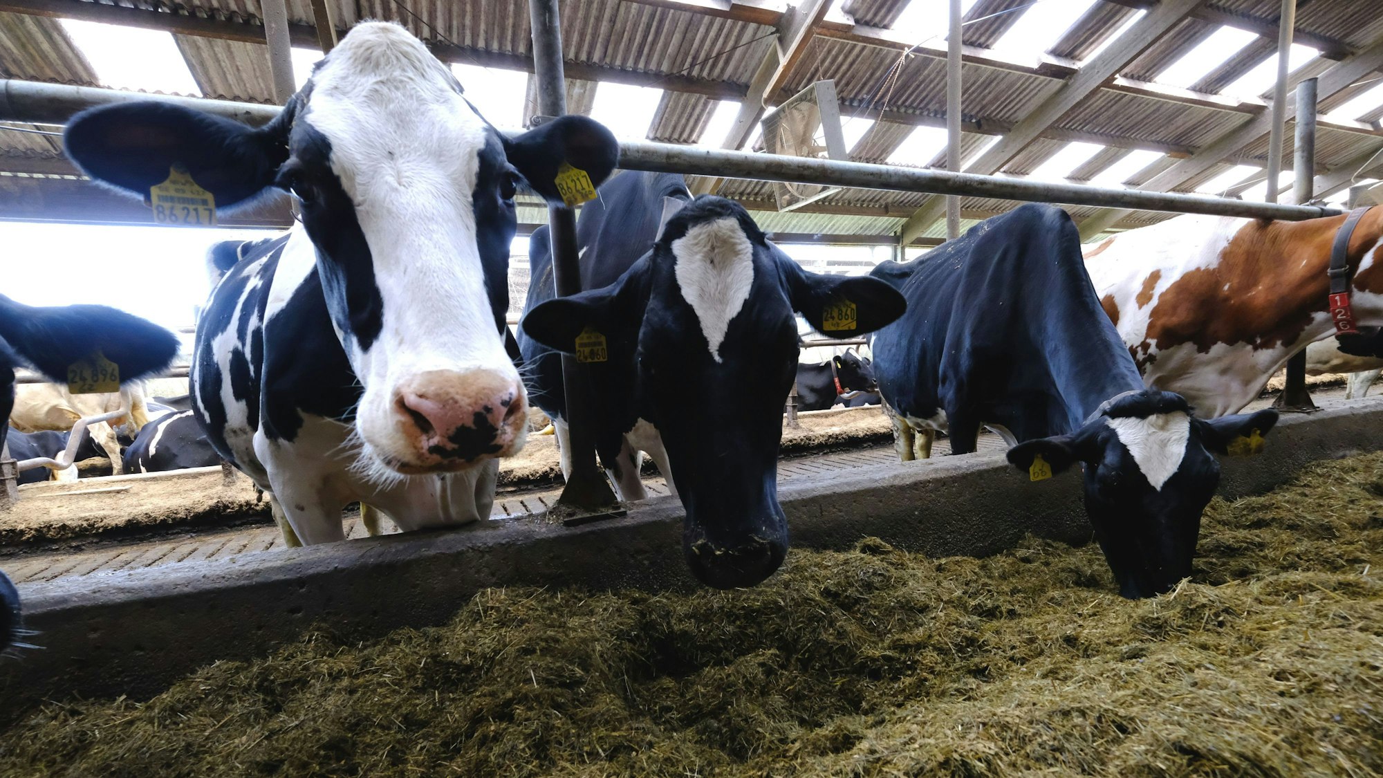 Kühe fressen ihr Silofutter im Stall von Familie Schmitz in Dahlem.