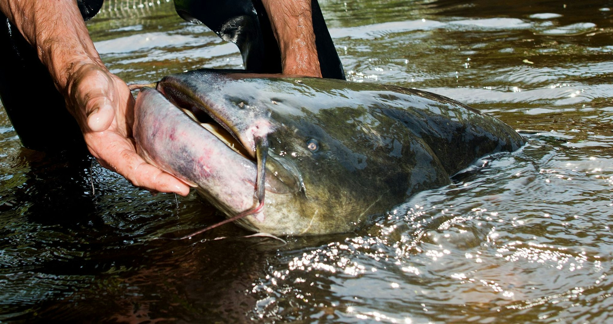 Der Wels ist der größte Süßwasserfisch in Deutschland - und kann durchaus über 60 Kilogramm auf die Waage bringen.