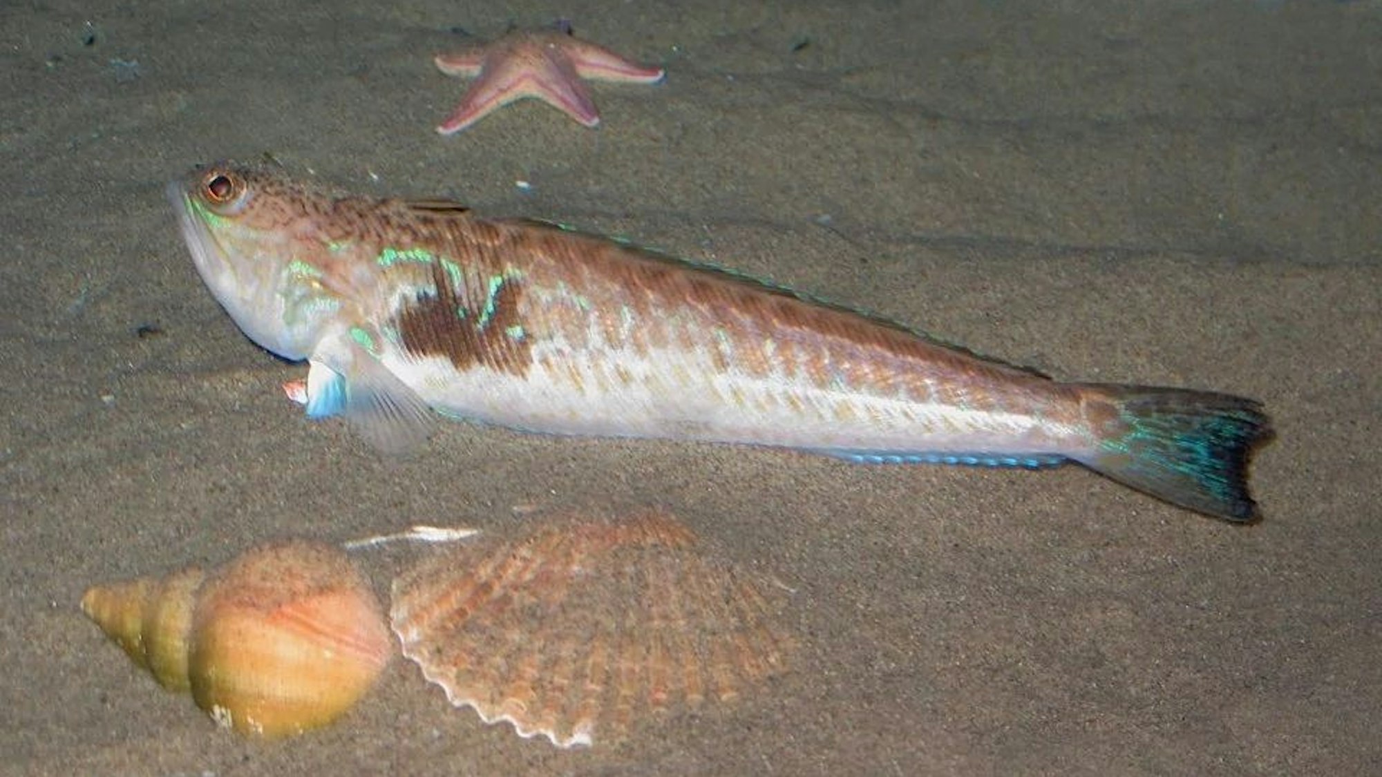 Petermännchen sind kleine Fische, doch ihr Stich ist extrem schmerzhaft.