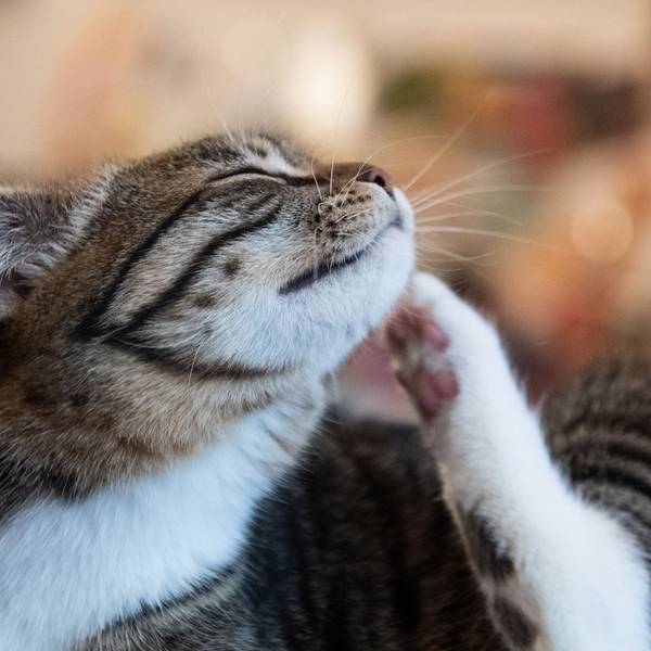 Eine Katze kratzt sich.