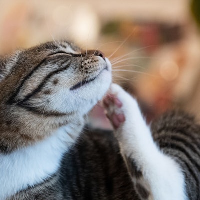 Eine Katze kratzt sich.