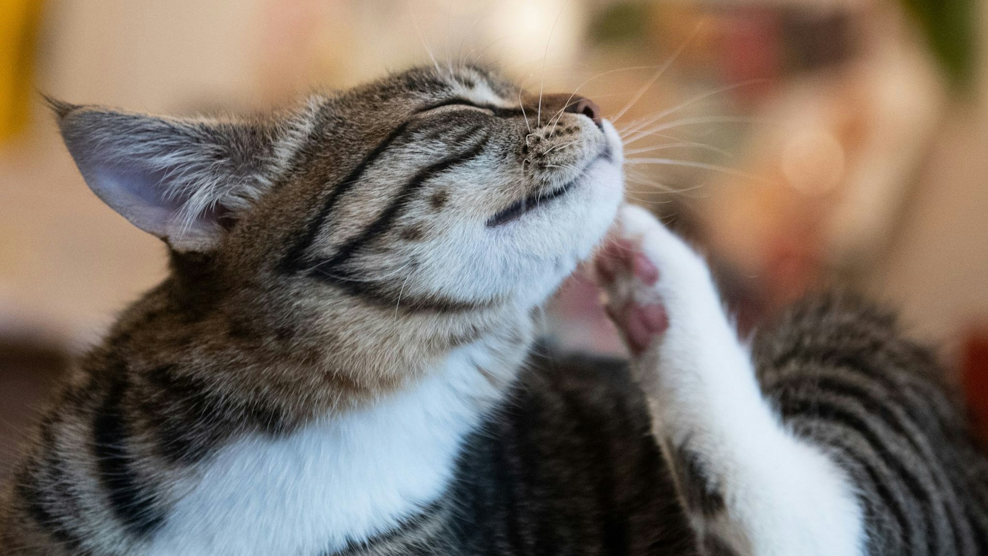 Eine Katze kratzt sich.