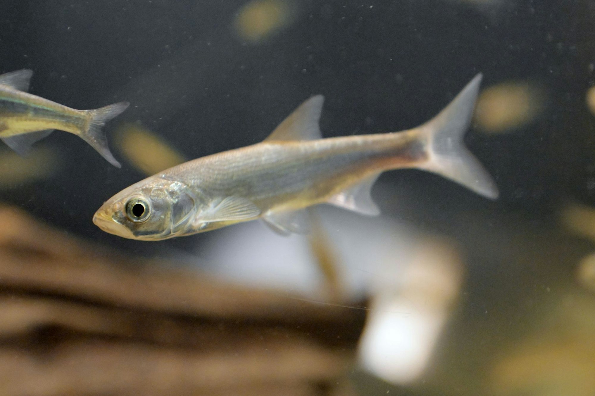 An der Badestelle ist ein Schwarm kleiner Fische unterwegs? Gut möglich, dass es Ukeleien sind.