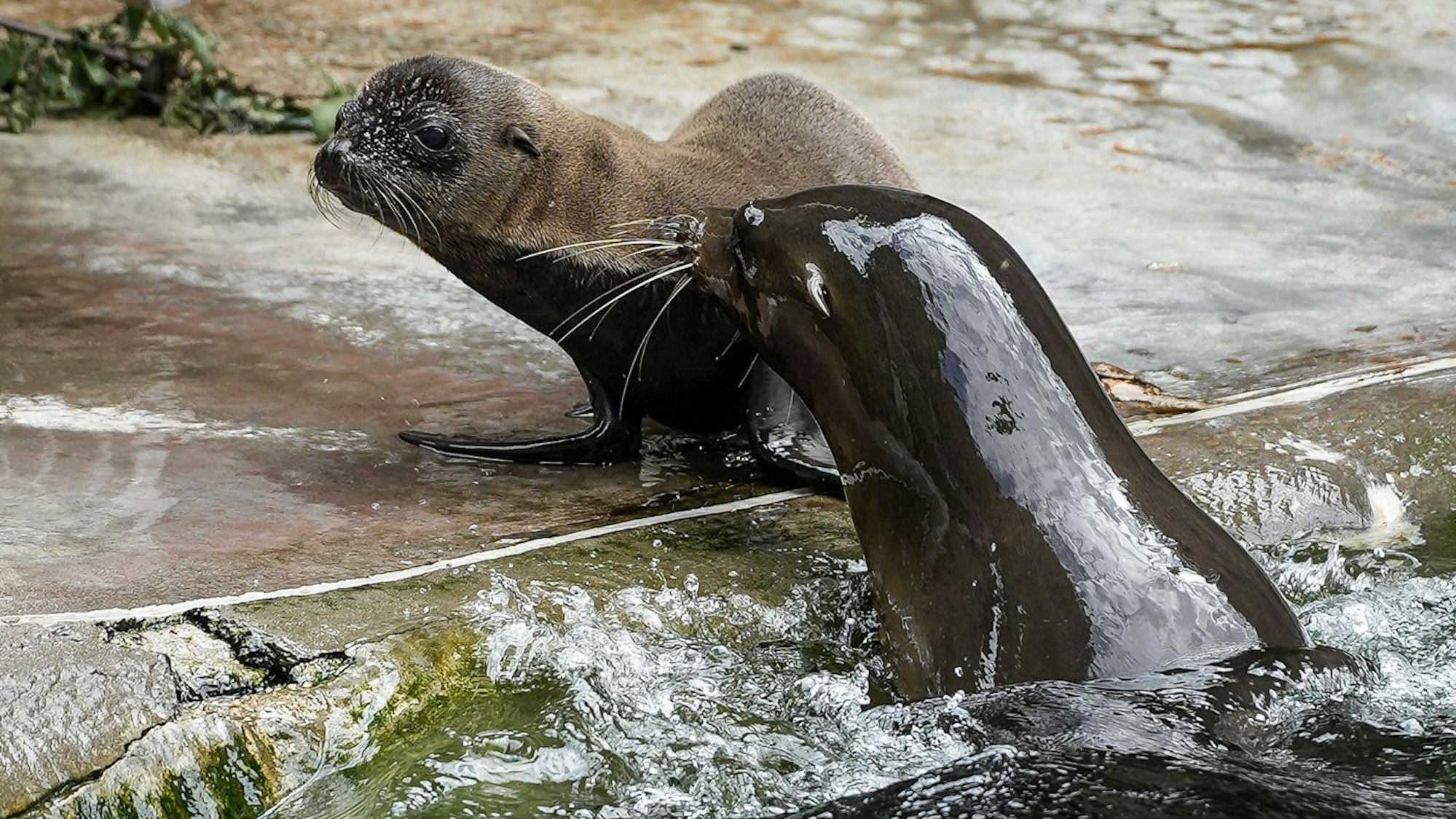 Auch heute erfreuen die Kölner Seelöwen die Besucher.