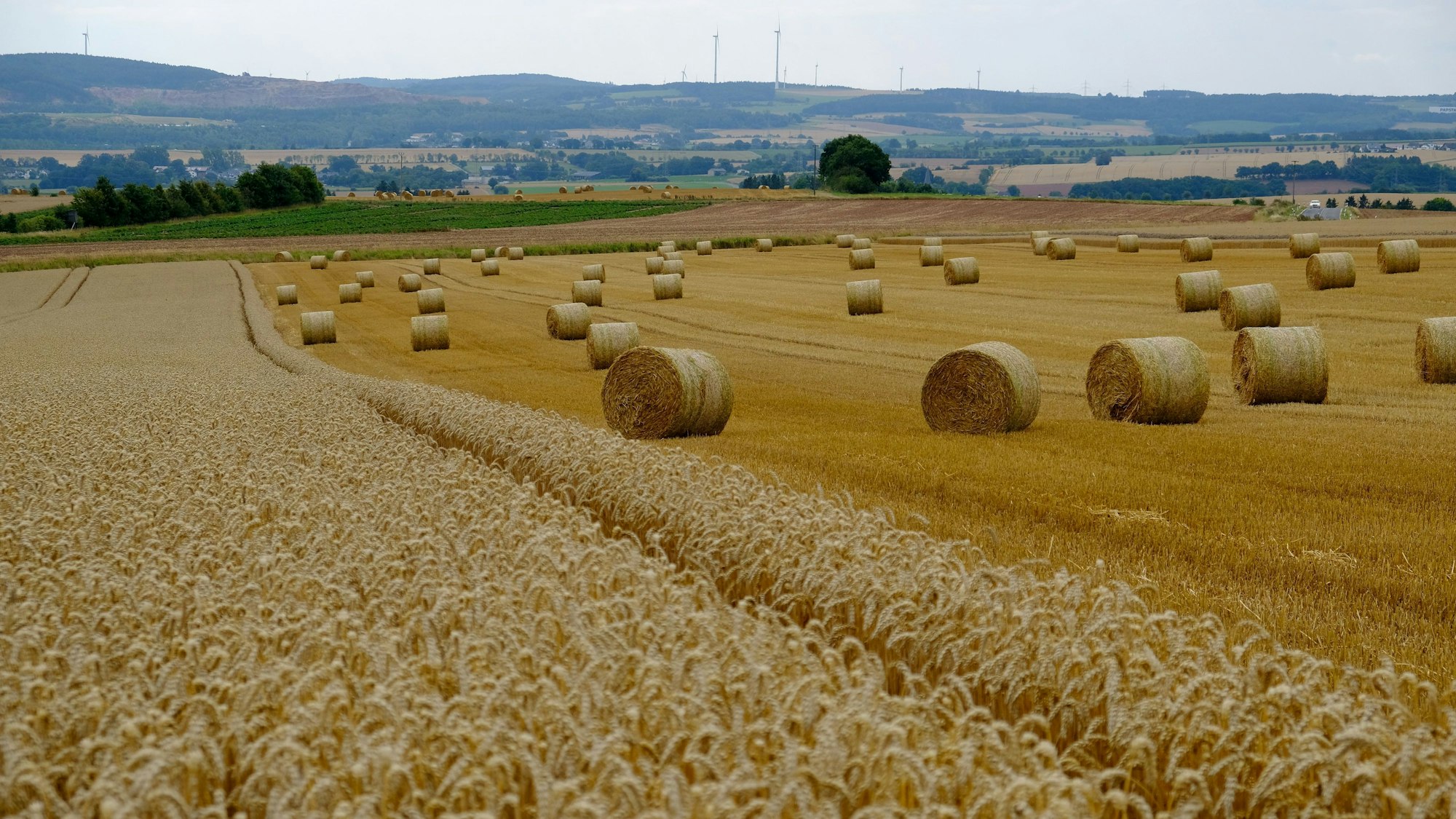 Die Getreideernte 2025 ist - wie hier auf einem Acker zwischen Hergarten und Glehn - wegen der unbeständigen Witterung zum Stillstand gekommen.