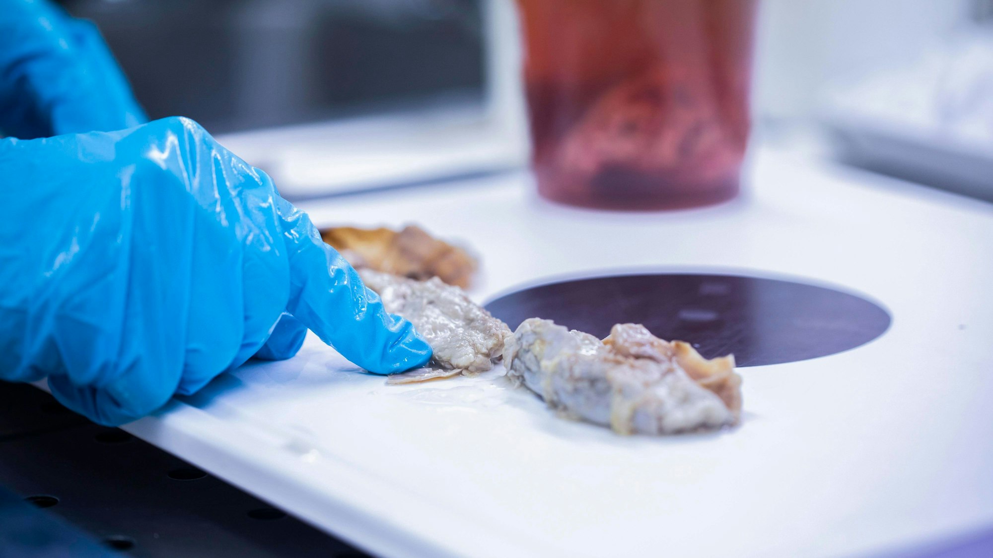 Eine Lebensmittelprobe in einem Labor (Symbolfoto).