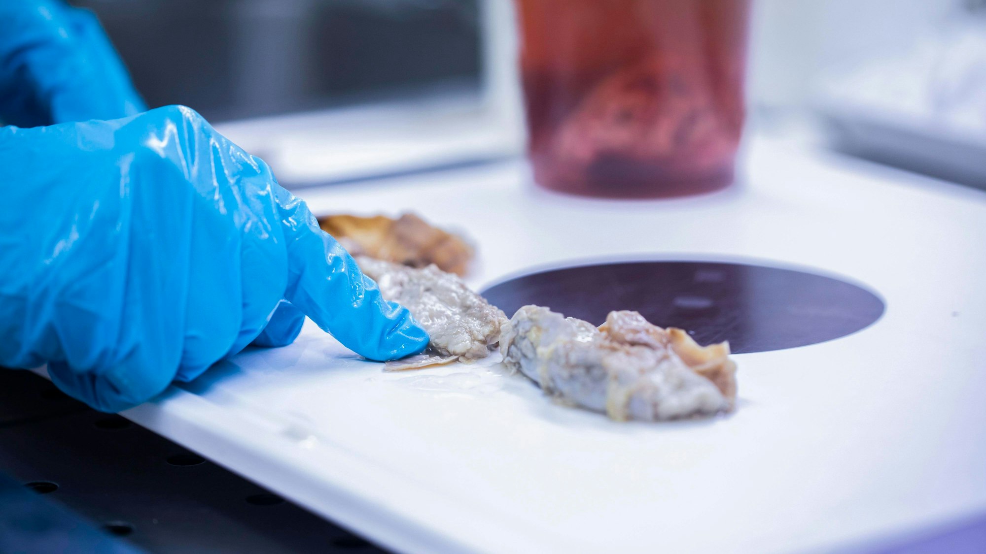 Eine Lebensmittelprobe in einem Labor (Symbolfoto).