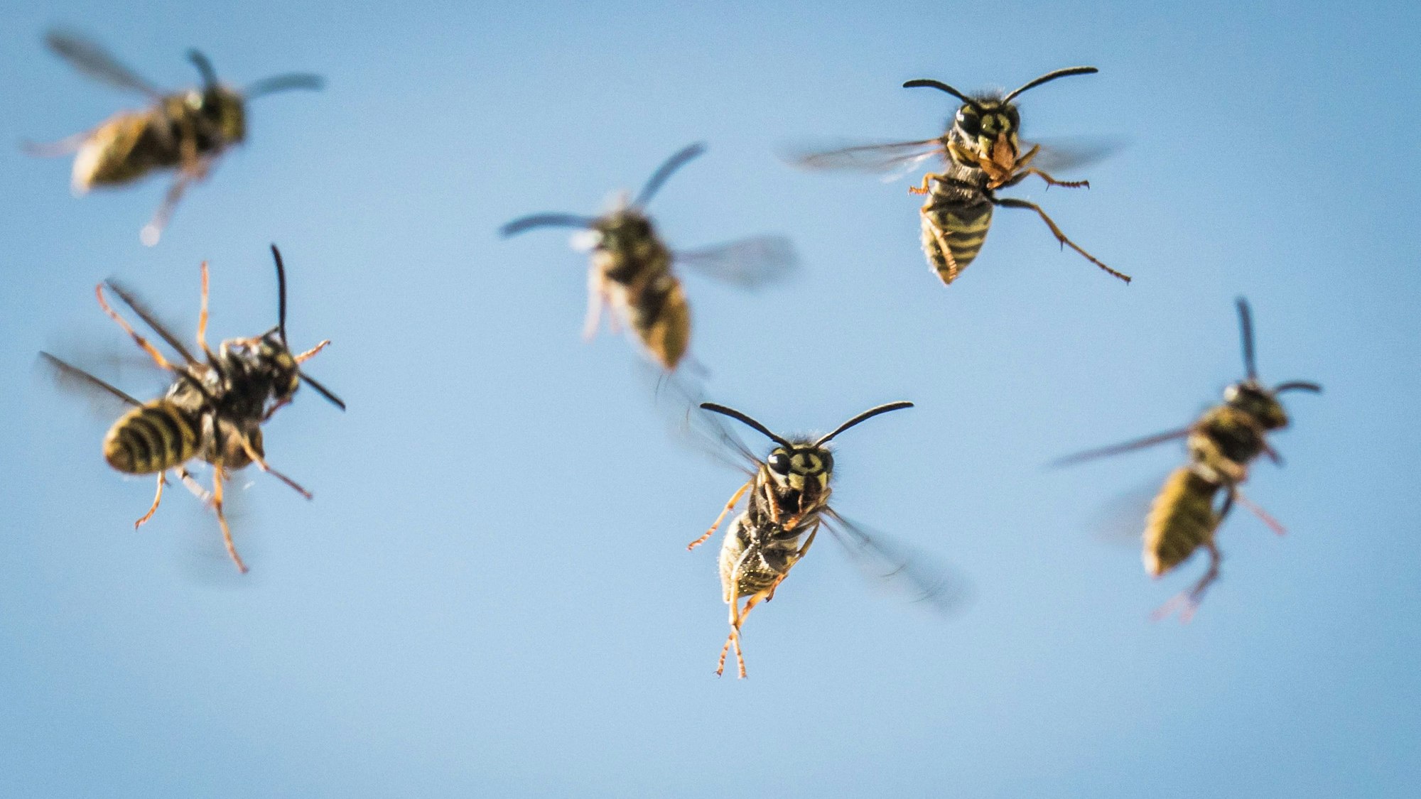 Wespen fliegen in der Luft herum.