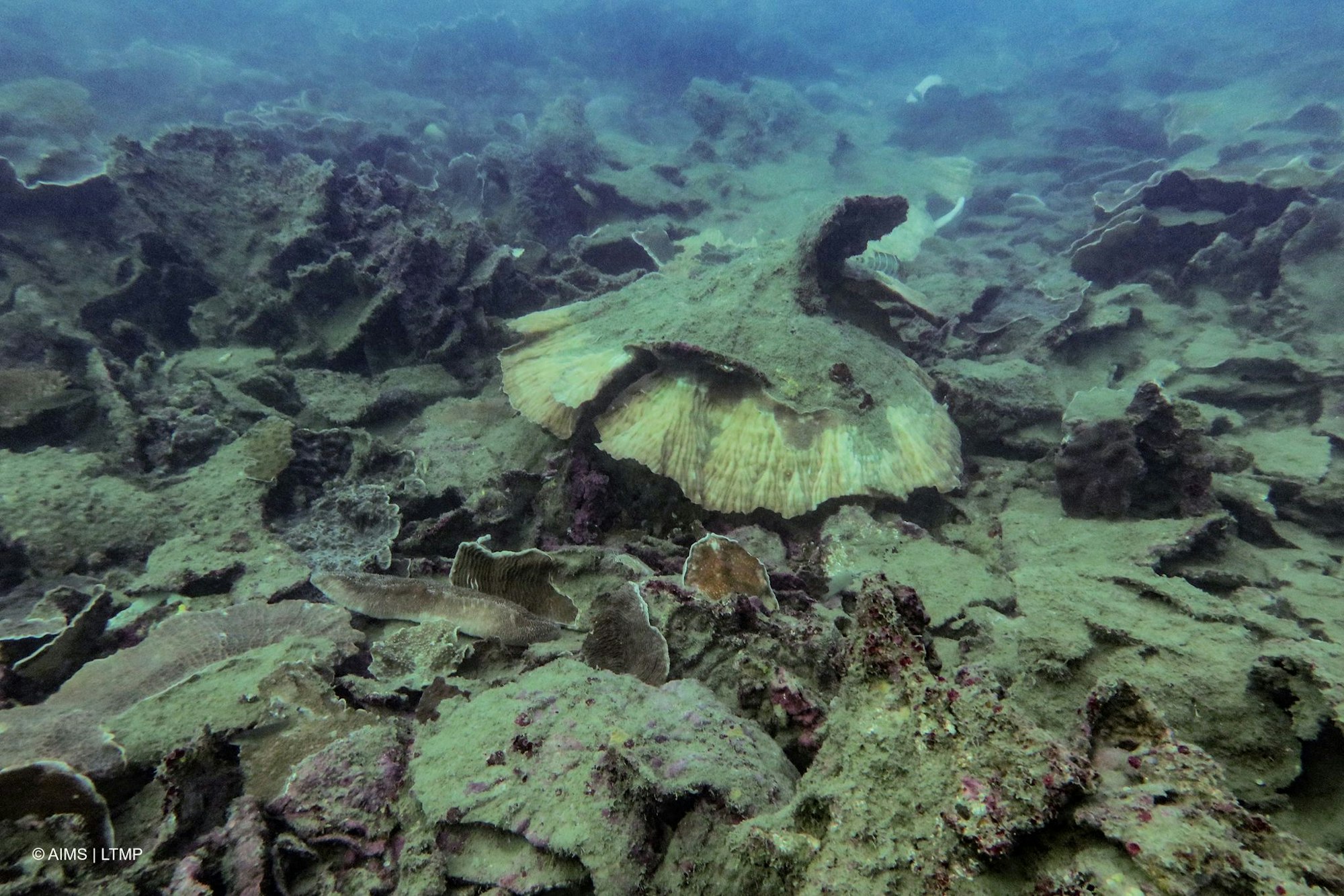 Wirbelstürme haben den Korallen am Great Barrier Reef ebenfalls zugesetzt.