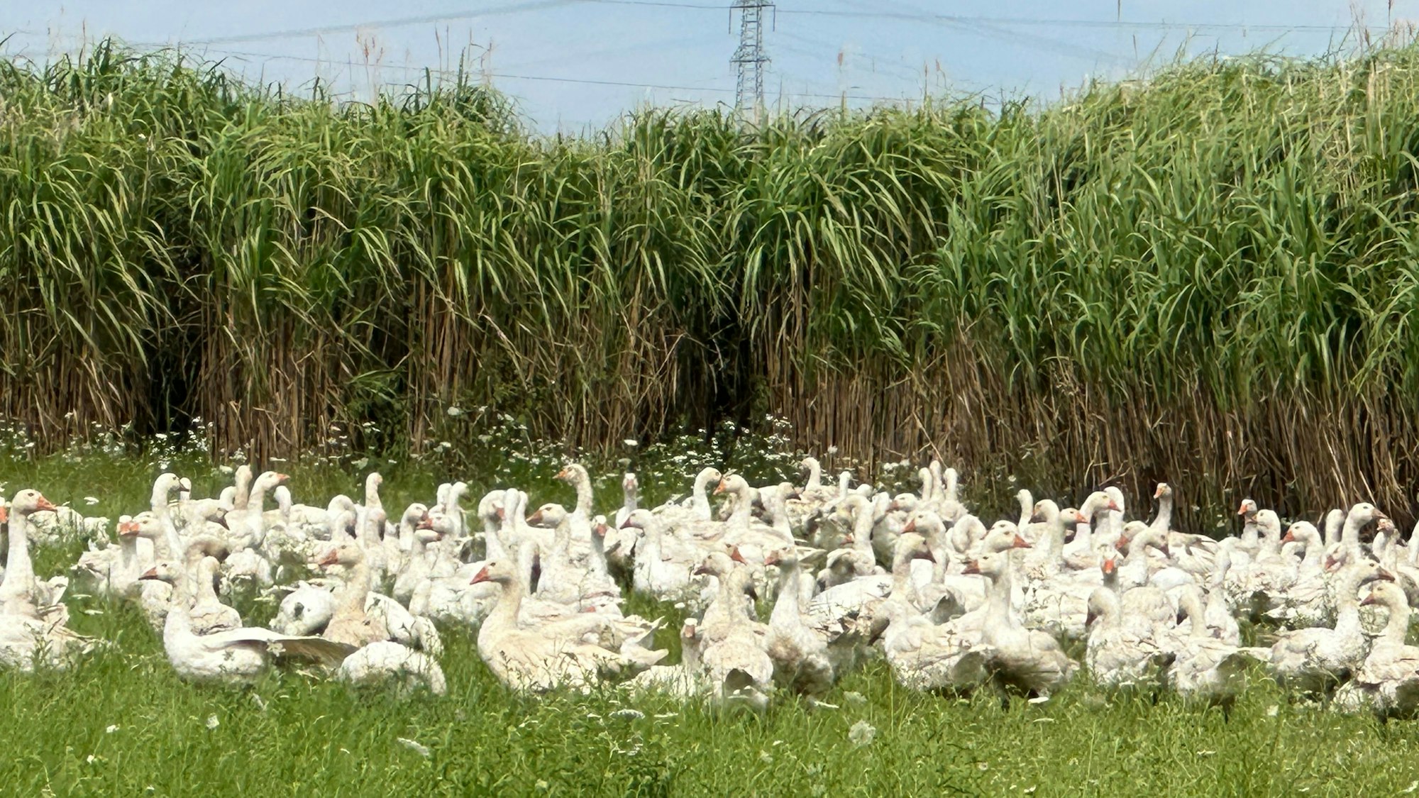 Gänse auf der Weide am Geflügelhof Wirtz.