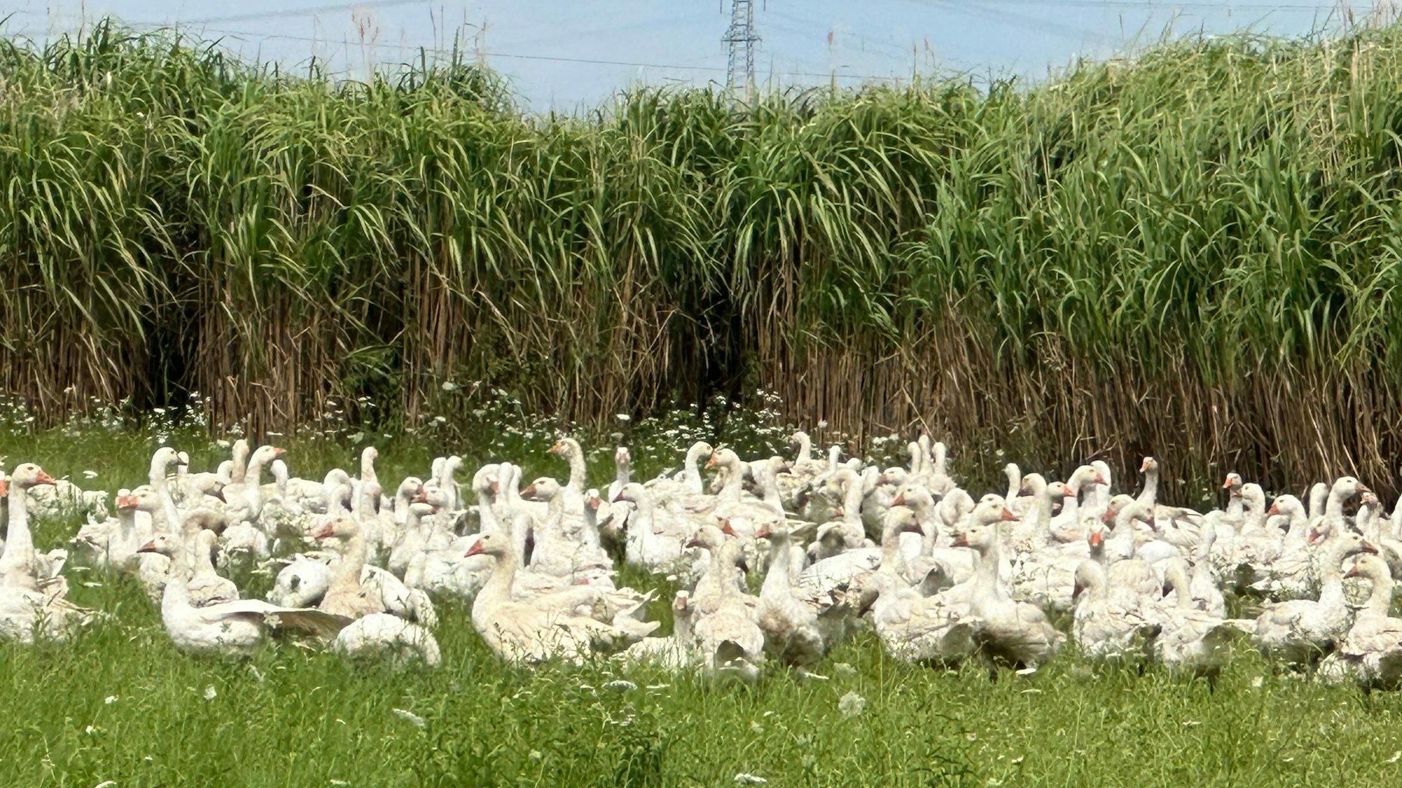 Rund 1000 Gänse sind auf den Freiflächen zu finden. Als Schutz gegen Greifvögel wächst an den Rändern hohes Miscanthusgras. Dorthin können die Tiere bei einem plötzlichen Angriff aus der Luft fliehen.
