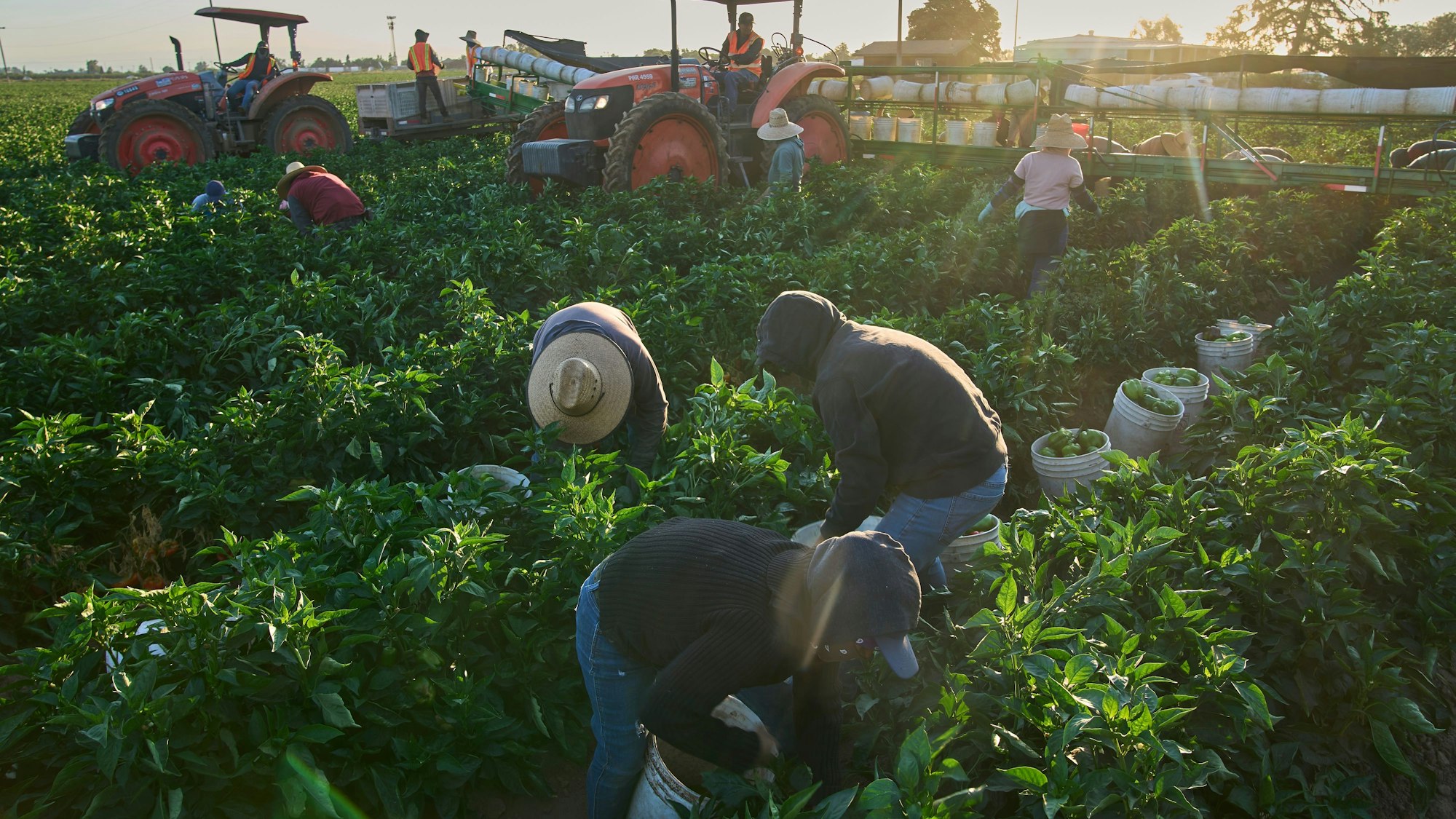 In Fresno beginnen Saisonarbeiter am frühen Morgen mit der Gemüseernte.