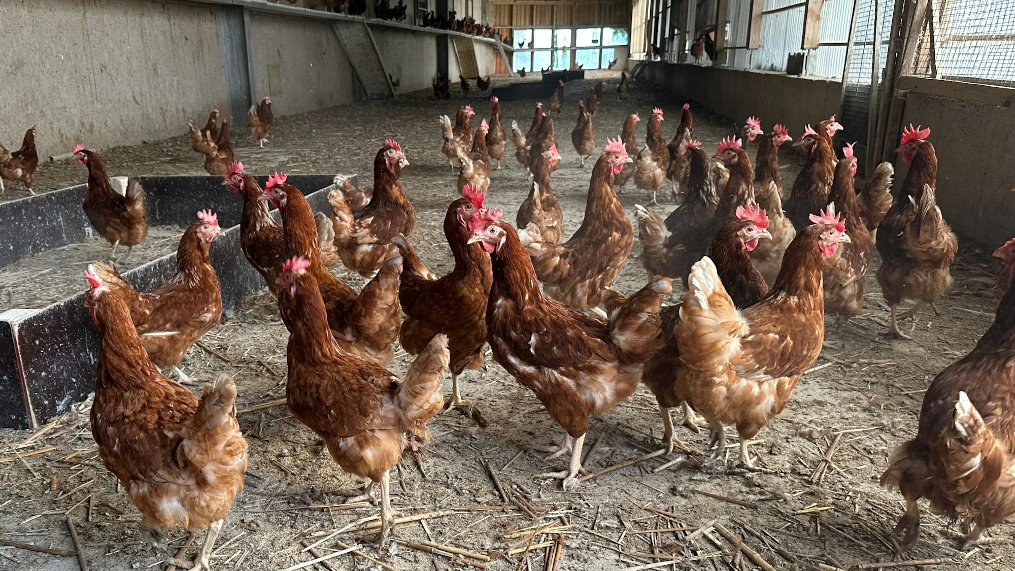 Das getrocknete Miscanthusgras wird gehäckselt und dient als Einstreu für die überdachten Freilaufflächen der Hühner.