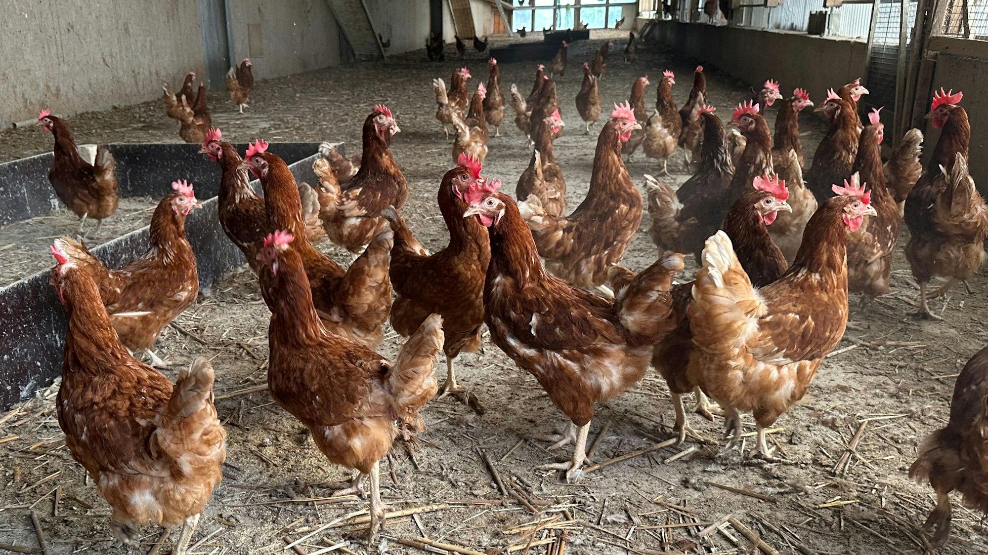 Die Hühner auf dem Geflügelhof Wirtz dürfen frei herumlaufen, wenn es regnet, gehen sie in ihren Stall.