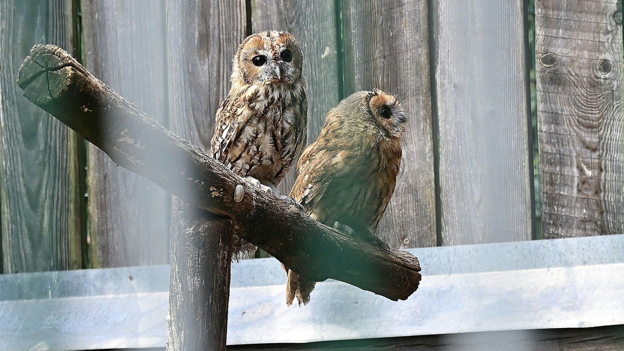Waldkäuze gehören zu den zurzeit betreuten Tieren in der Greifvogelstation am Turmhof in Rösrath.