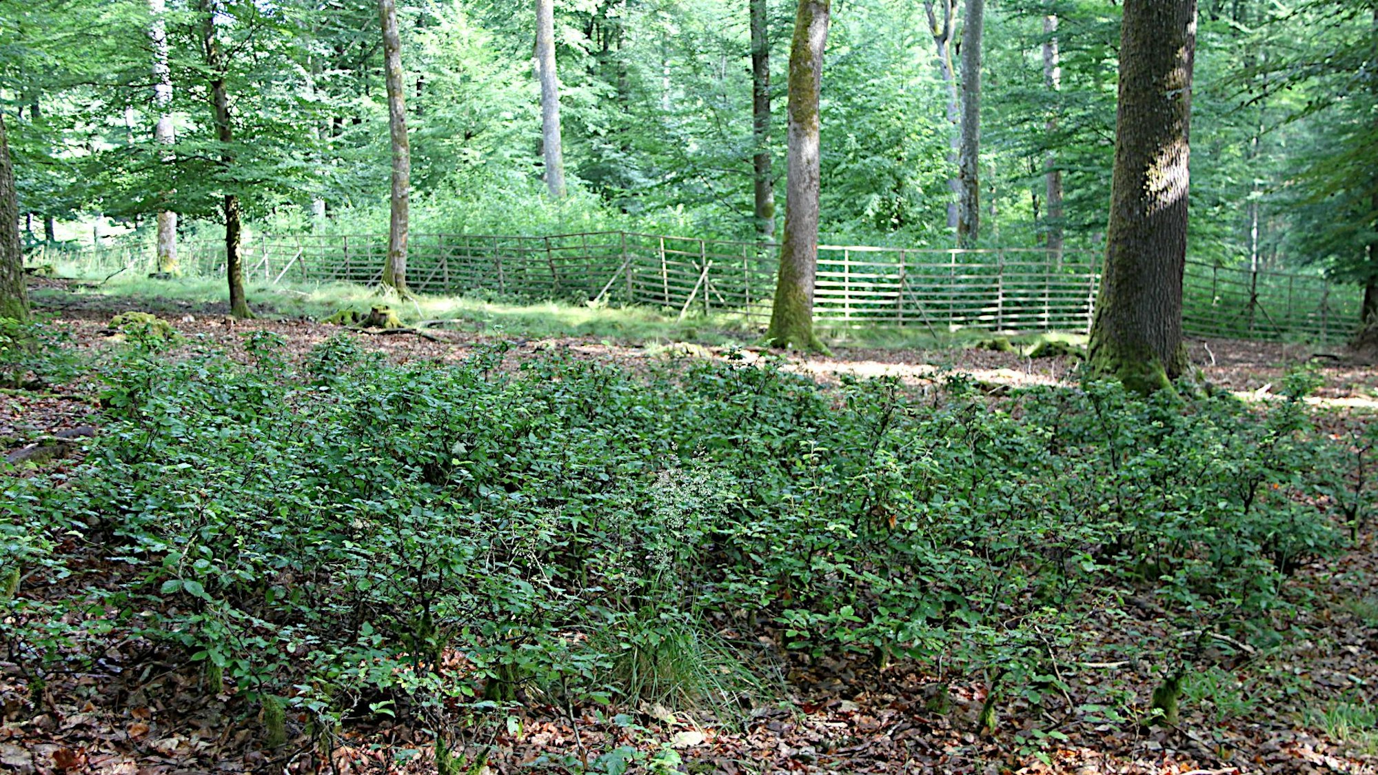 Ungeschützte Pflanzen stehen vor, junge Buchen hinter einem Schutzgatter.