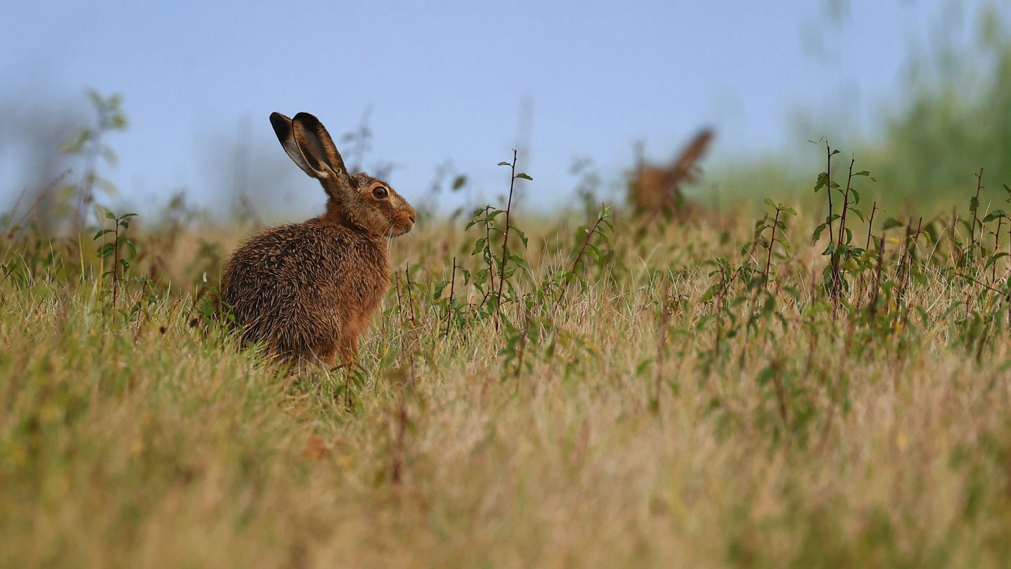 Auf dem Symbolbild sitzen zwei Feldhasen am Rand eines Getreidefeldes.