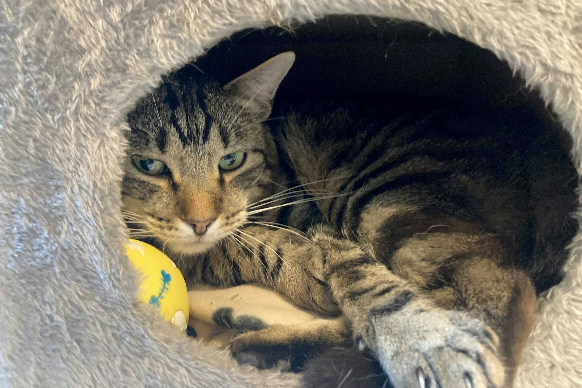 Kater Ben im Tierheim «Katzenparadies» Neustrelitz.
