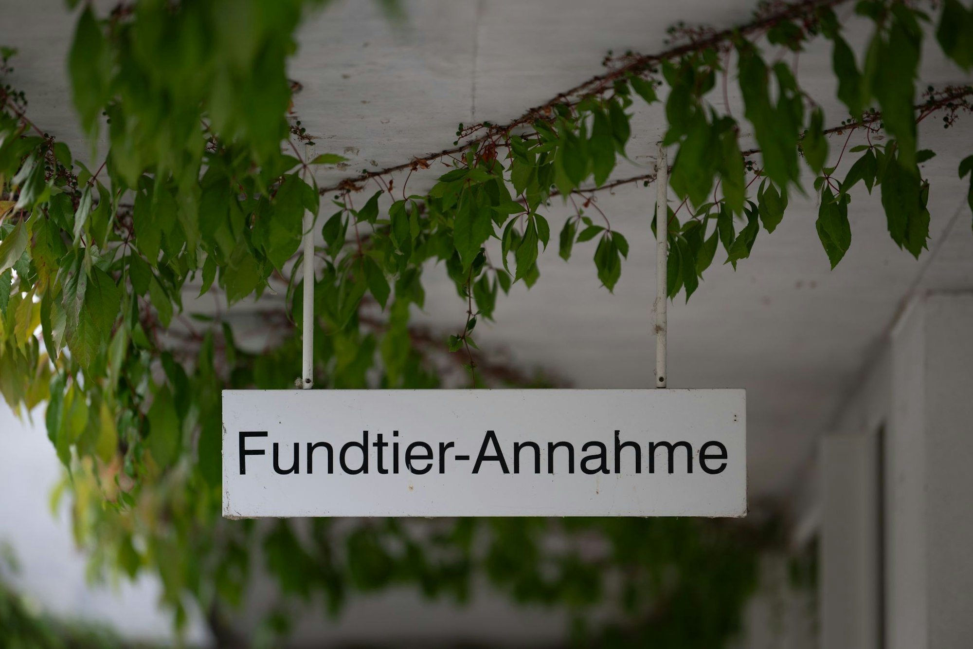 Rettung für ausgesetzte Katzen: die "Fundtier-Annahme" im Tierheim Berlin. (Archivbild)