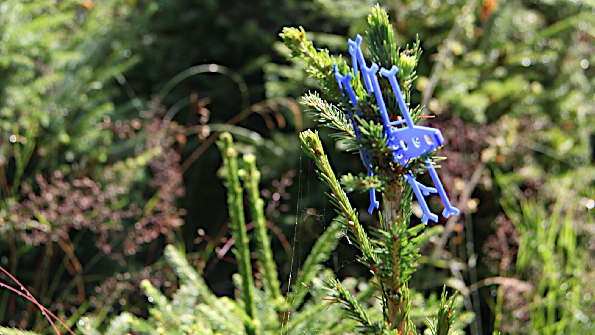 Auf einer Douglasie steckt ein blauer Pflanzenschutz namens Cactus.
