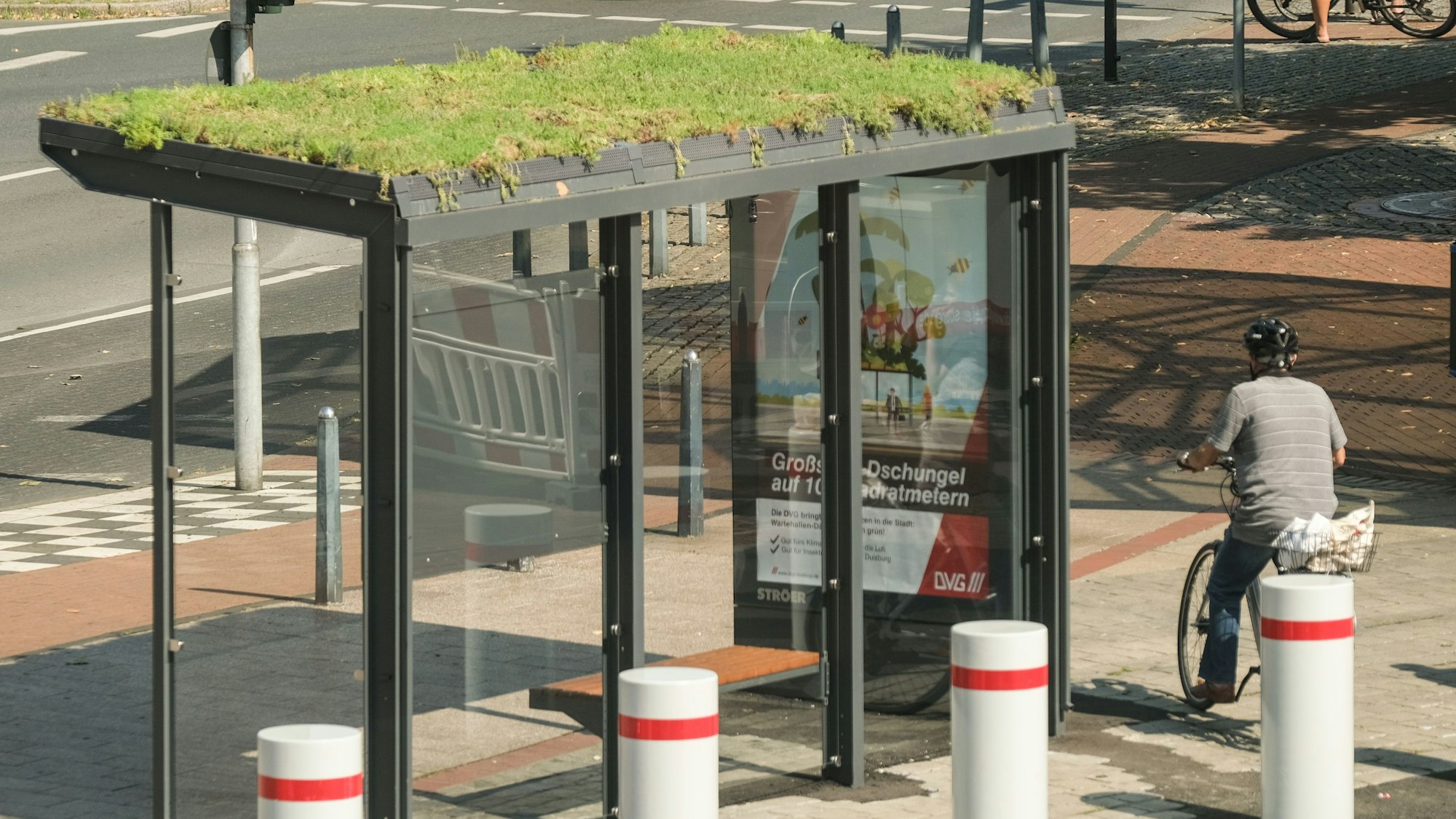 In der Innenstadt von Duisburg wurde am Mittwoch, 12. August 2020 eine Bushaltestelle mit Gras auf dem Dach vorgestellt. Weitere begrünte Bushäuschen sollen folgen. Foto: Stefan Arend / FUNKE Foto Services